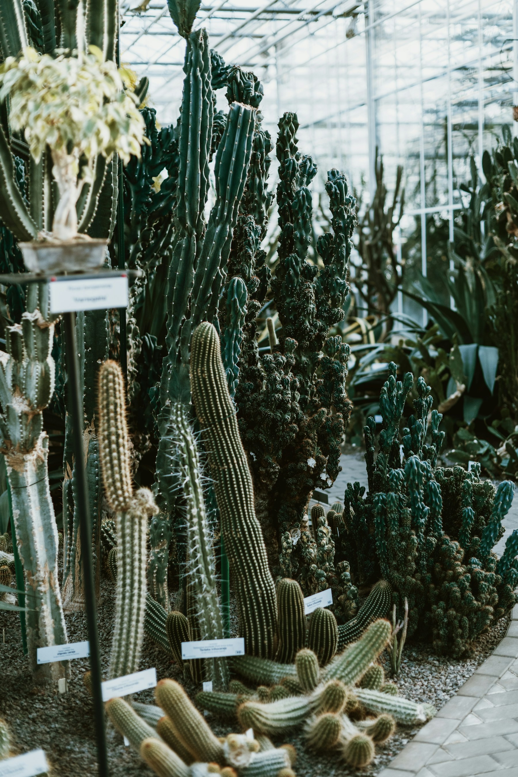 Collection d’illustration réunissant plusieurs cactus en serre, sans identifier le contenu variable du lot Cactus Mix