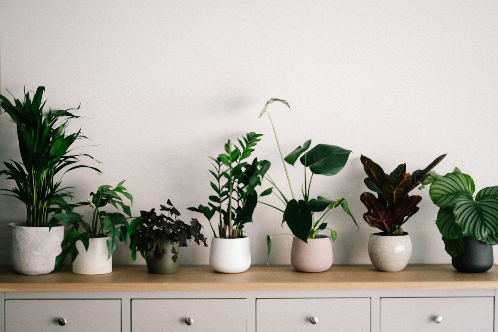 Collection de plantes tropicales Tibaldo Jungle
