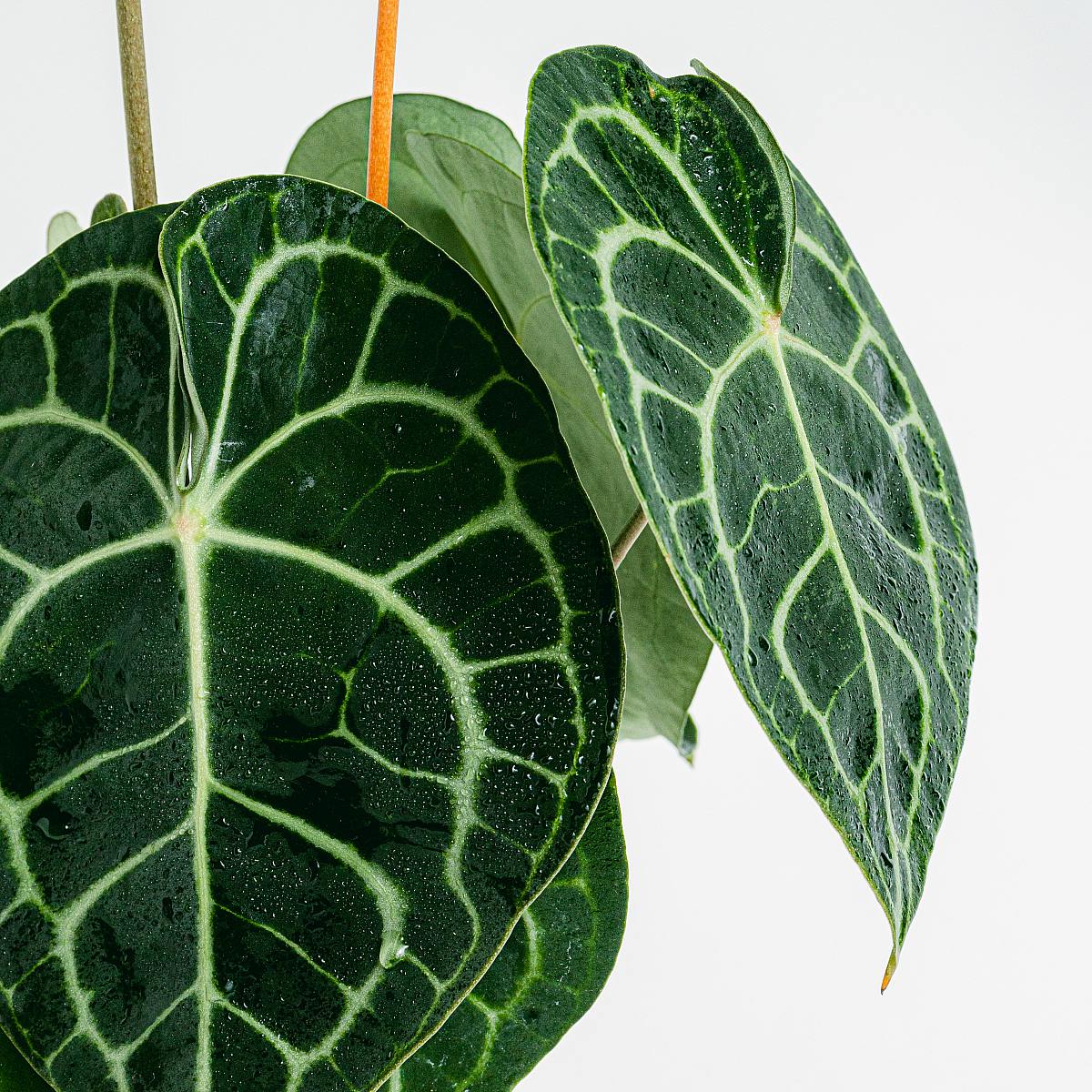 Anthurium clarinervium aux feuilles vert foncé veloutées et aux nervures claires.