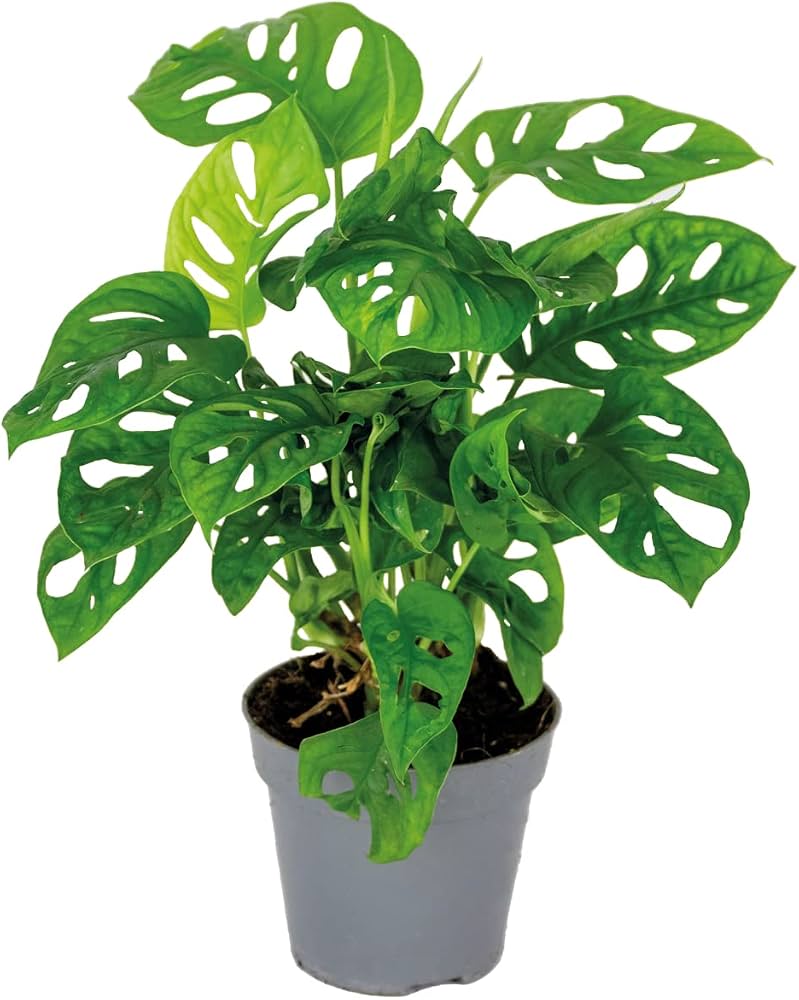 Monstera adansonii en pot, aux feuilles vertes perforées.