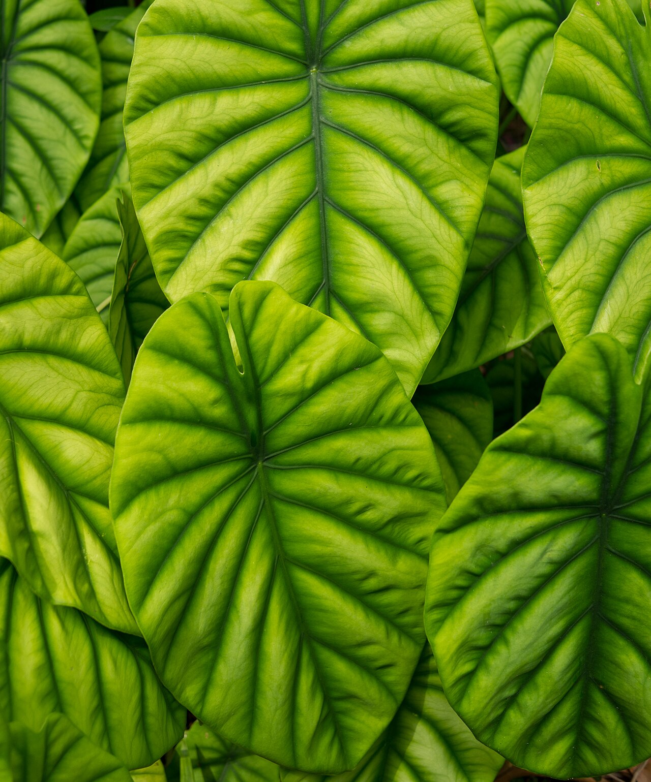 Feuillage métallique d’un Alocasia cuprea