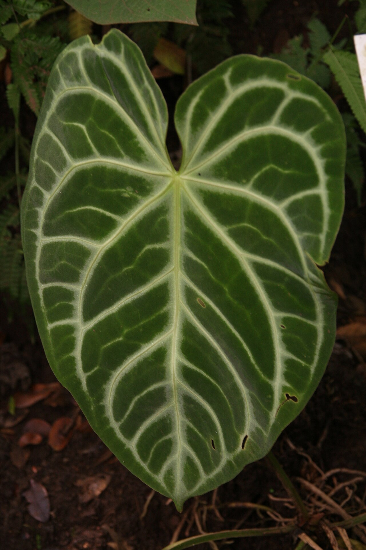 Feuille cordiforme veloutée et nervurée d’Anthurium crystallinum