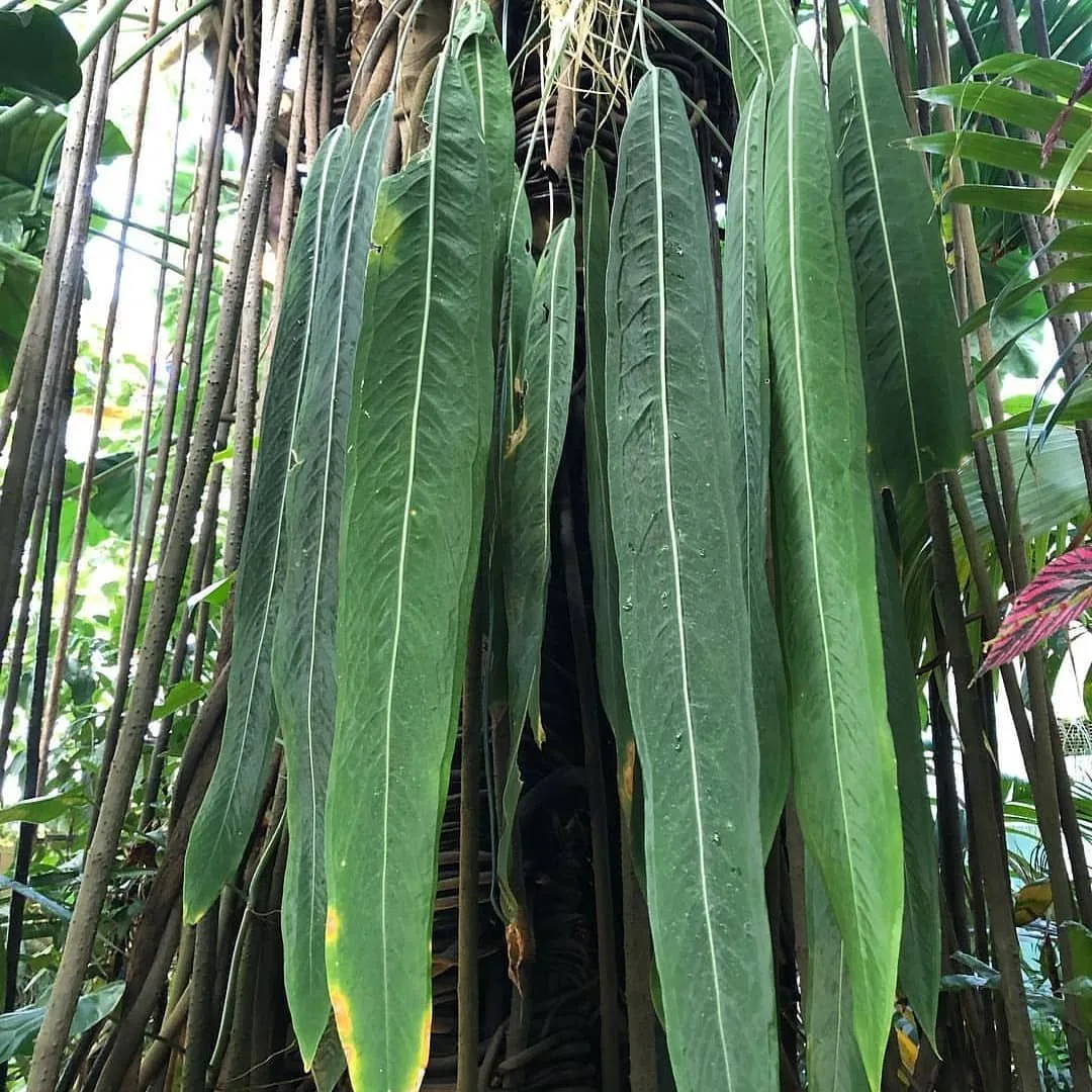 Anthurium pallidiflorum aux longues feuilles rubanées et retombantes