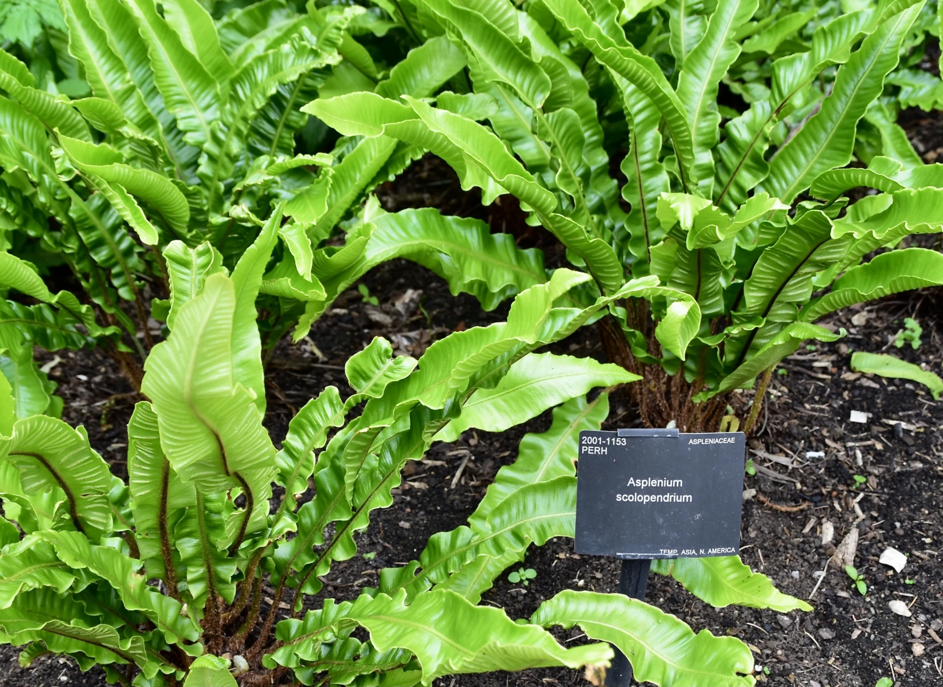 Touffe d’Asplenium scolopendrium aux frondes vertes entières et ondulées au jardin botanique de Kew.