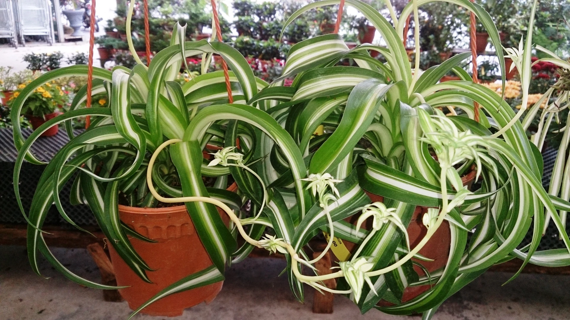 Chlorophytum « Bonnie » en pot, aux feuilles arquées vertes à centre clair et naturellement bouclées.