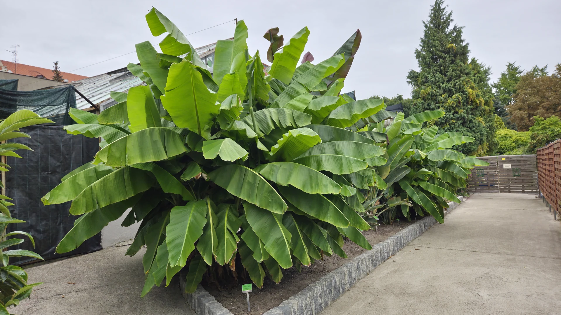 Musa basjoo formant une large touffe de feuilles vertes dans le jardin botanique de Wrocław.