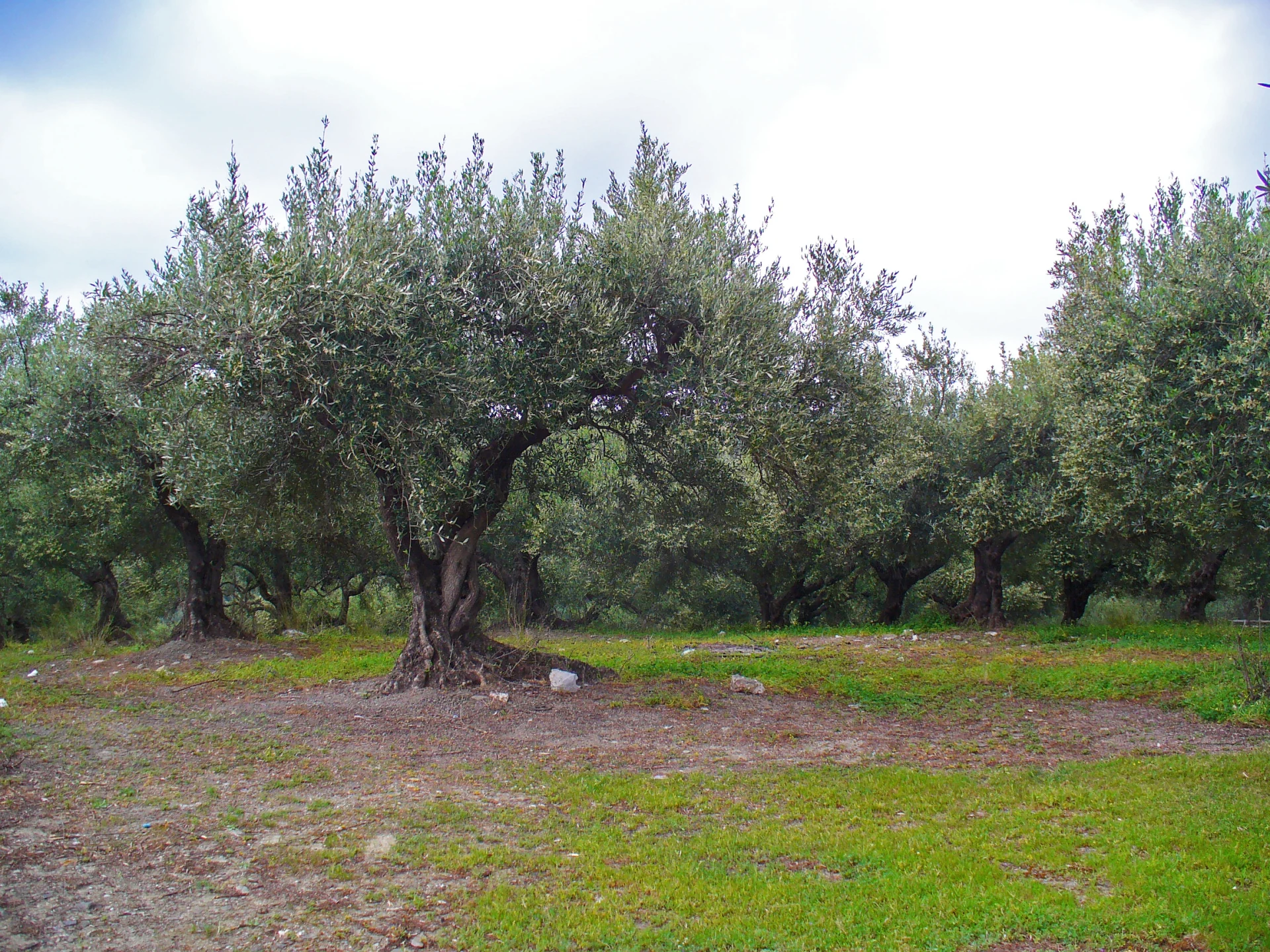 Olea europaea adulte au tronc noueux et au feuillage gris-vert dans une oliveraie en Crète.