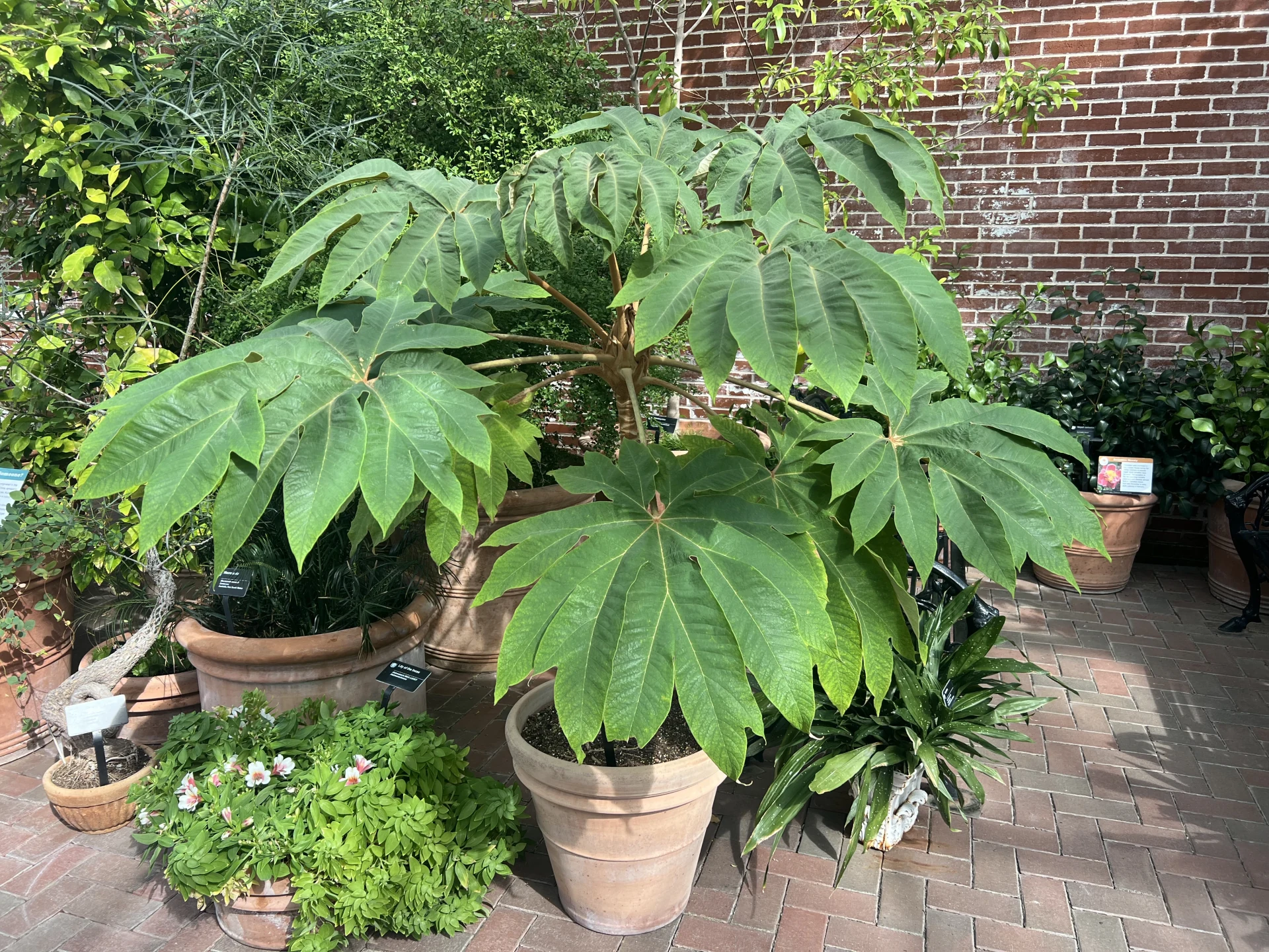 Tetrapanax papyrifer cultivé en pot, portant de grandes feuilles palmées au Missouri Botanical Garden.