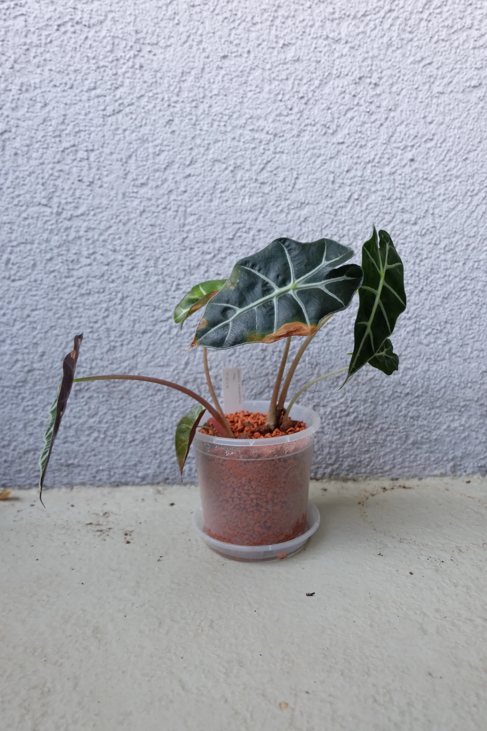 Alocasia × mortfontanensis Polly cultivée en hydroculture