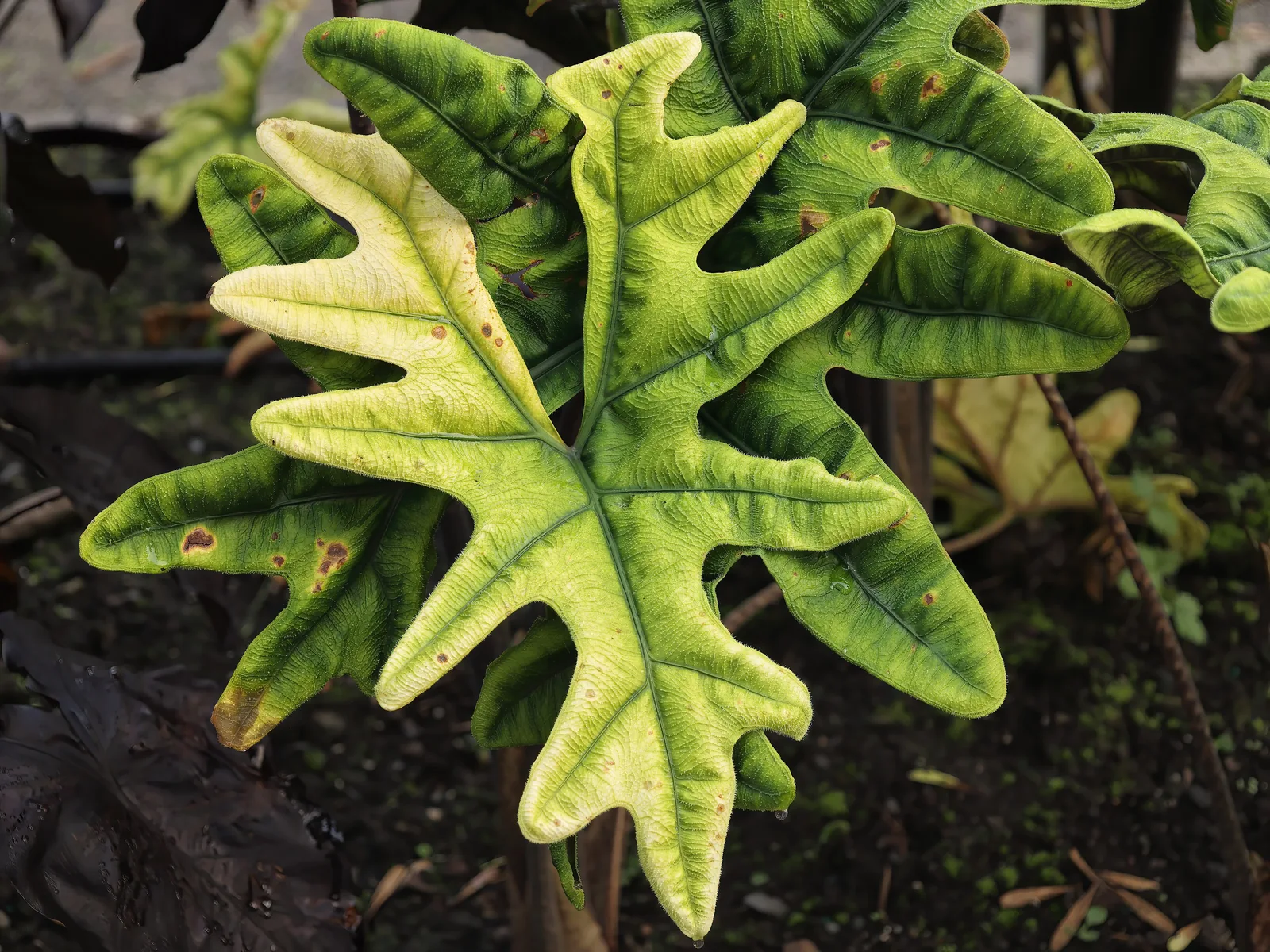 Feuillage profondément découpé d’Alocasia tandurusa Jacklyn