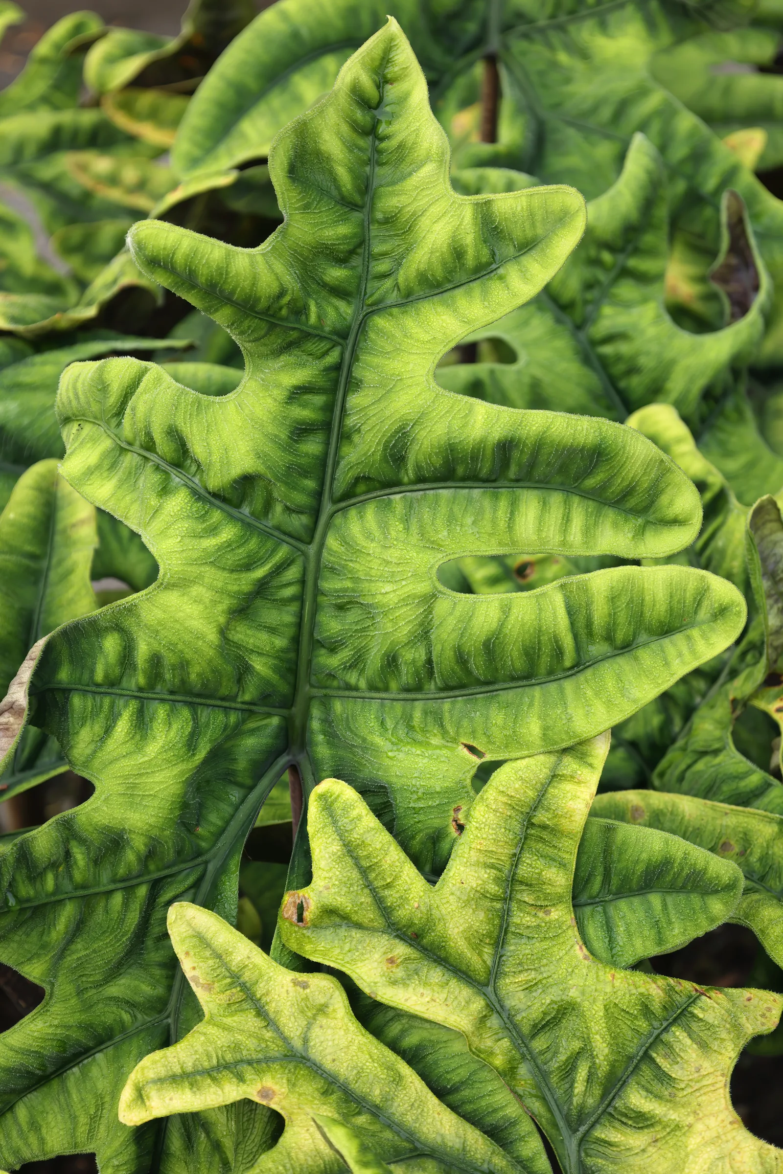 Alocasia tandurusa Jacklyn adulte aux feuilles profondément lobées