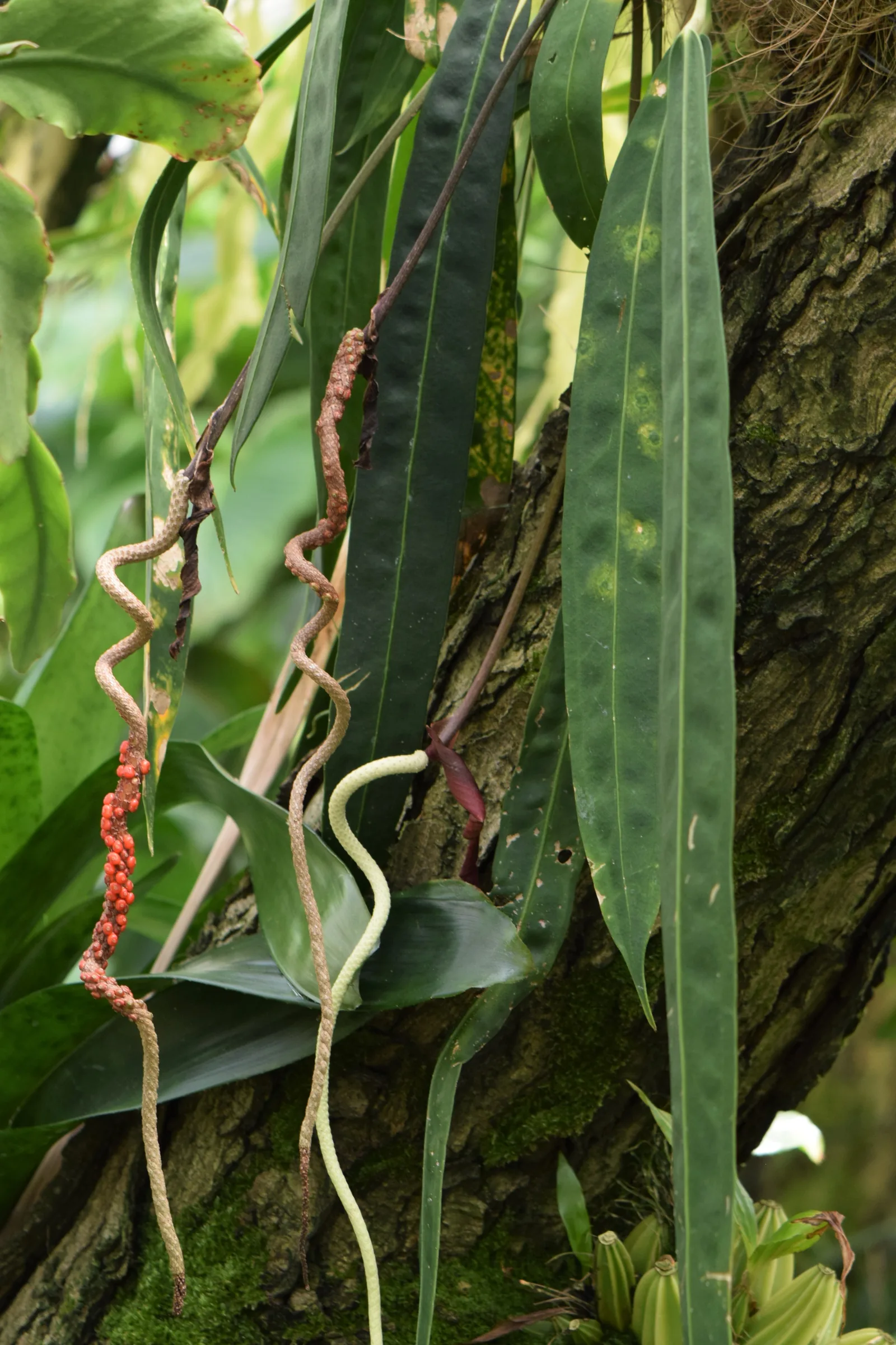 Anthurium wendlingeri avec son inflorescence spiralée
