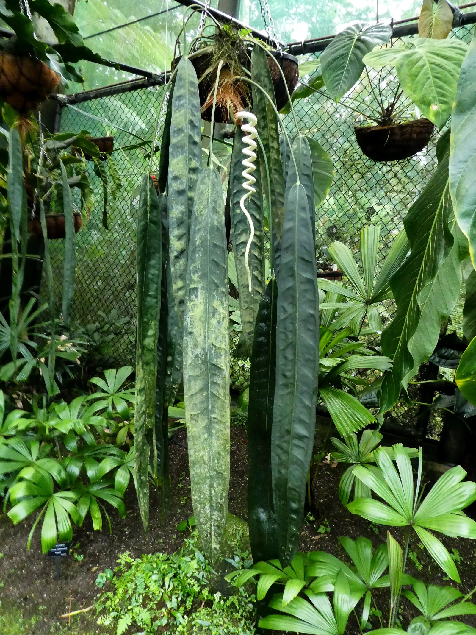 Anthurium wendlingeri mature aux longues feuilles rubanées retombantes