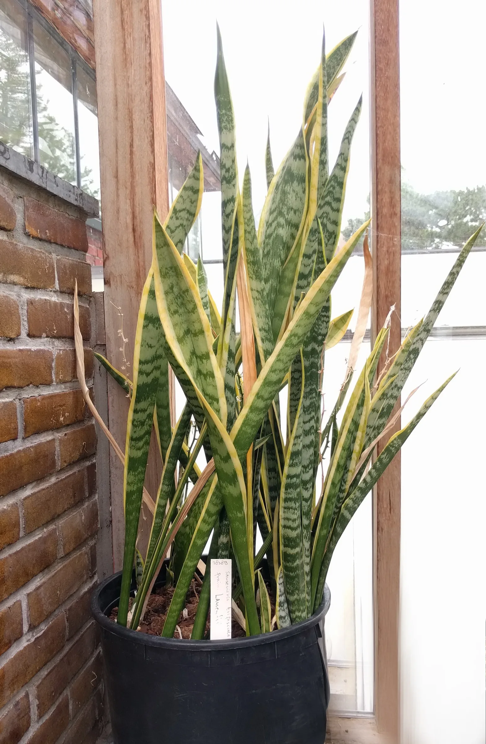 Dracaena trifasciata cultivée au jardin botanique de Leyde