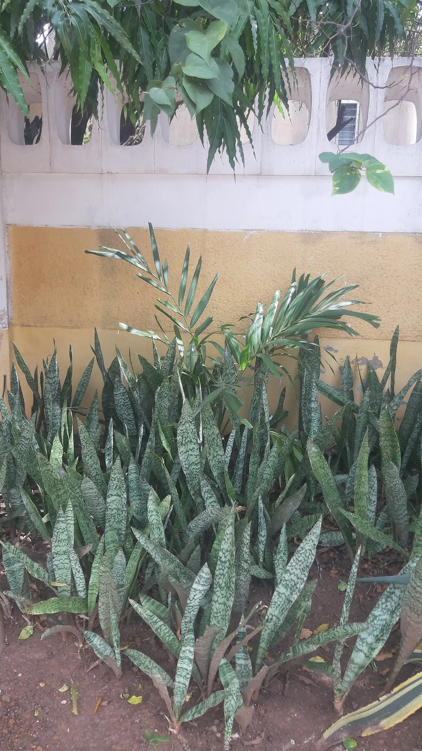 Dracaena trifasciata aux longues feuilles verticales rubanées