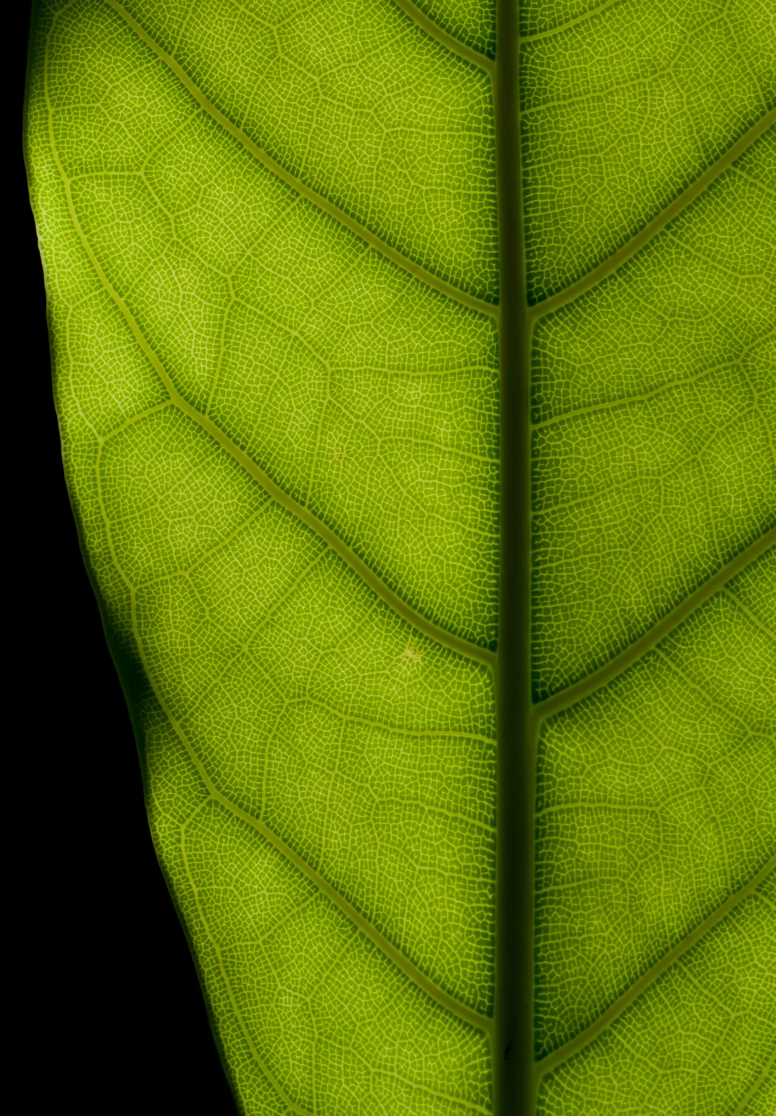 Feuille rétroéclairée de Ficus elastica montrant sa nervation