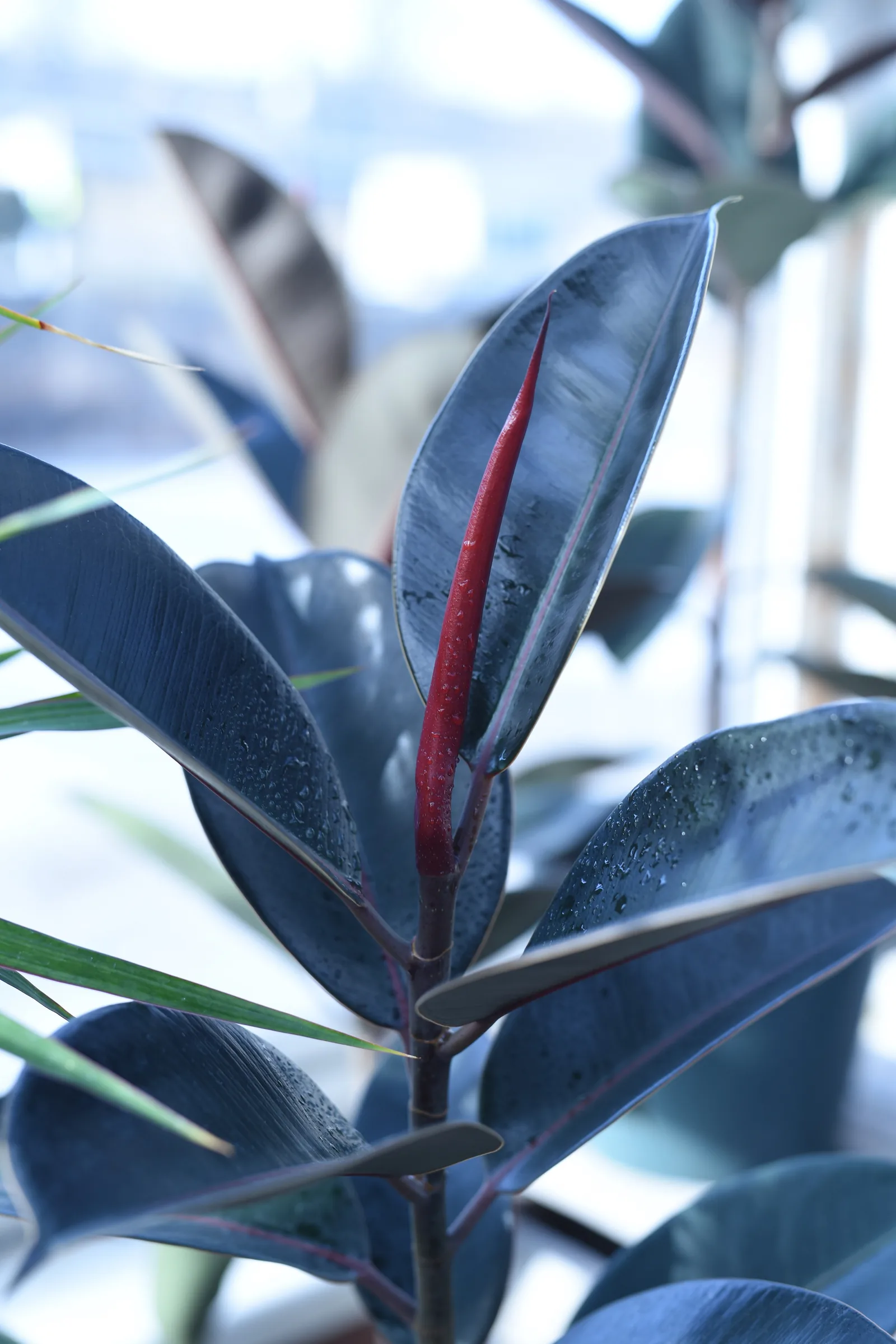 Jeune Ficus elastica avec nouvelle feuille rouge et feuillage sombre