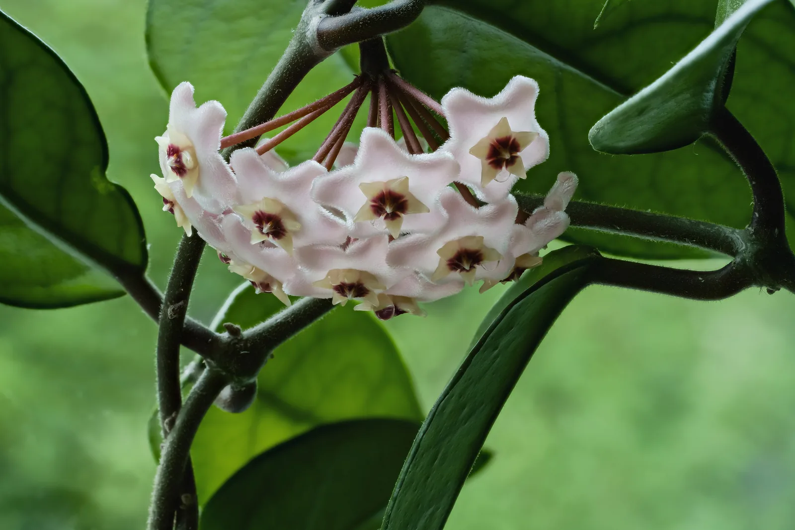 Ombelle rose de Hoya carnosa portant des gouttes de nectar
