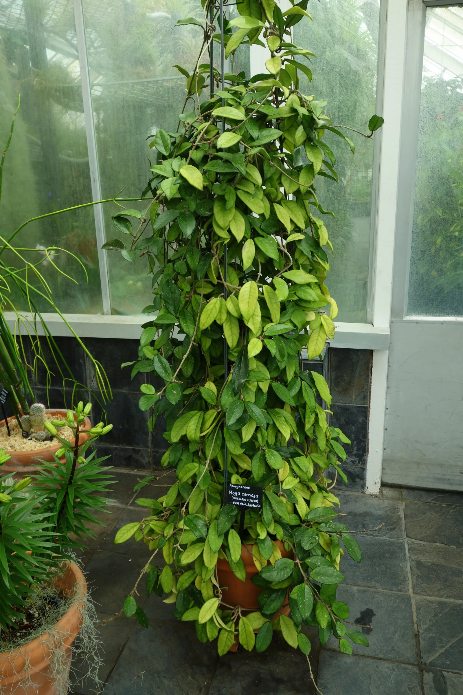 Hoya carnosa mature grimpant sur un support