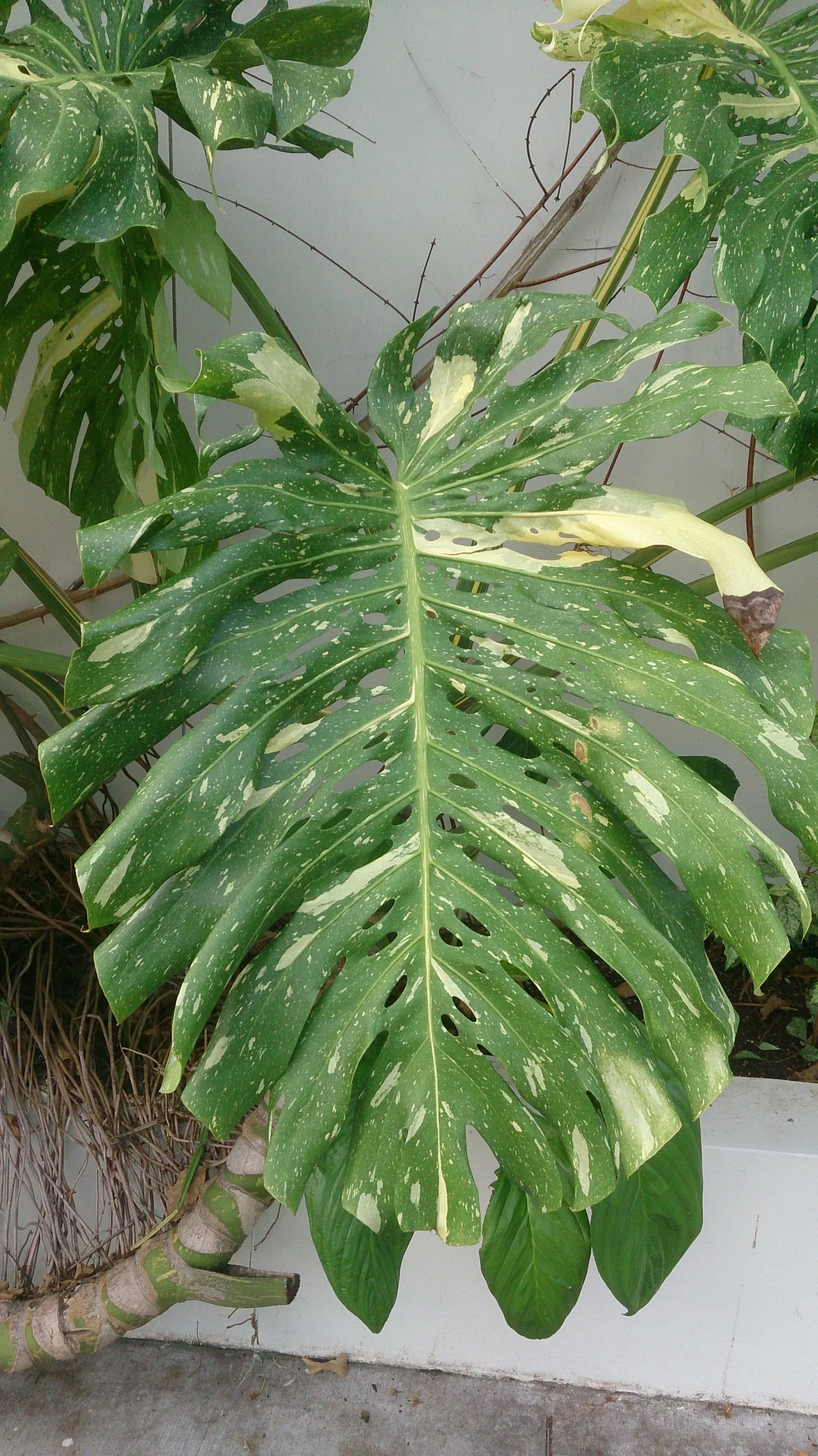 Feuille adulte de Monstera deliciosa Albo Variegata panachée de blanc