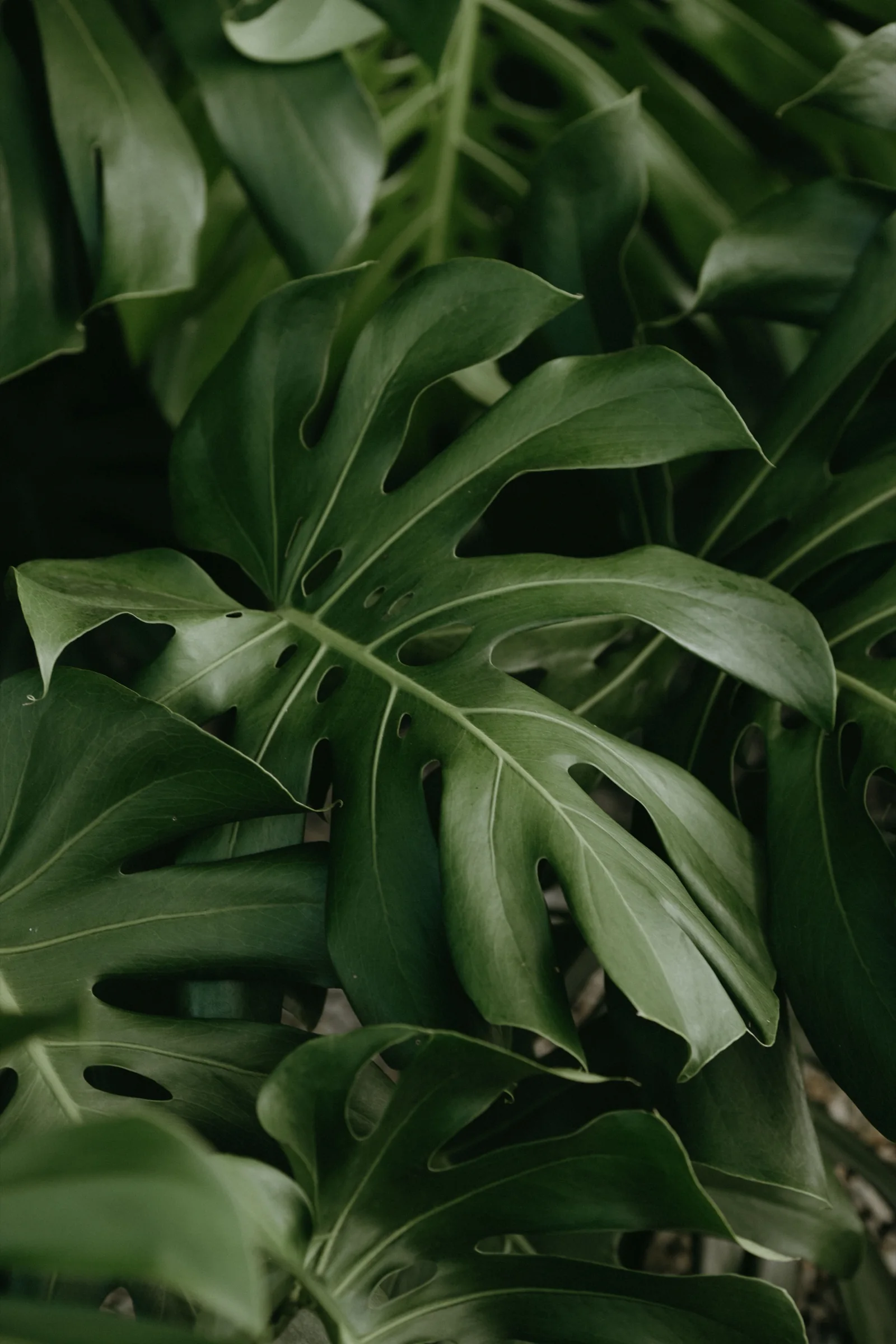 Monstera deliciosa adulte aux feuilles vertes profondément fenêtrées