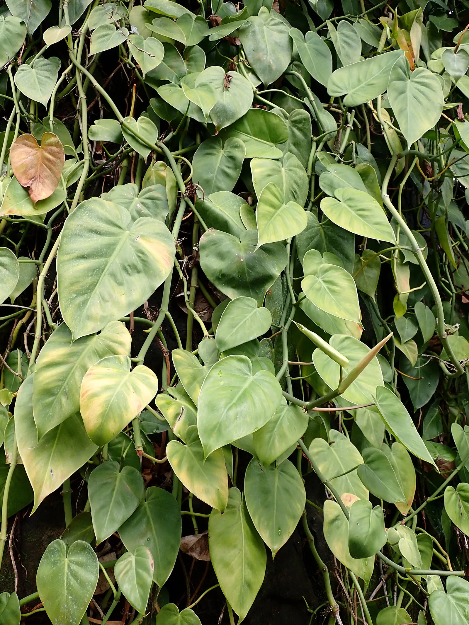 Feuillage en cœur de Philodendron hederaceum sur un support végétal
