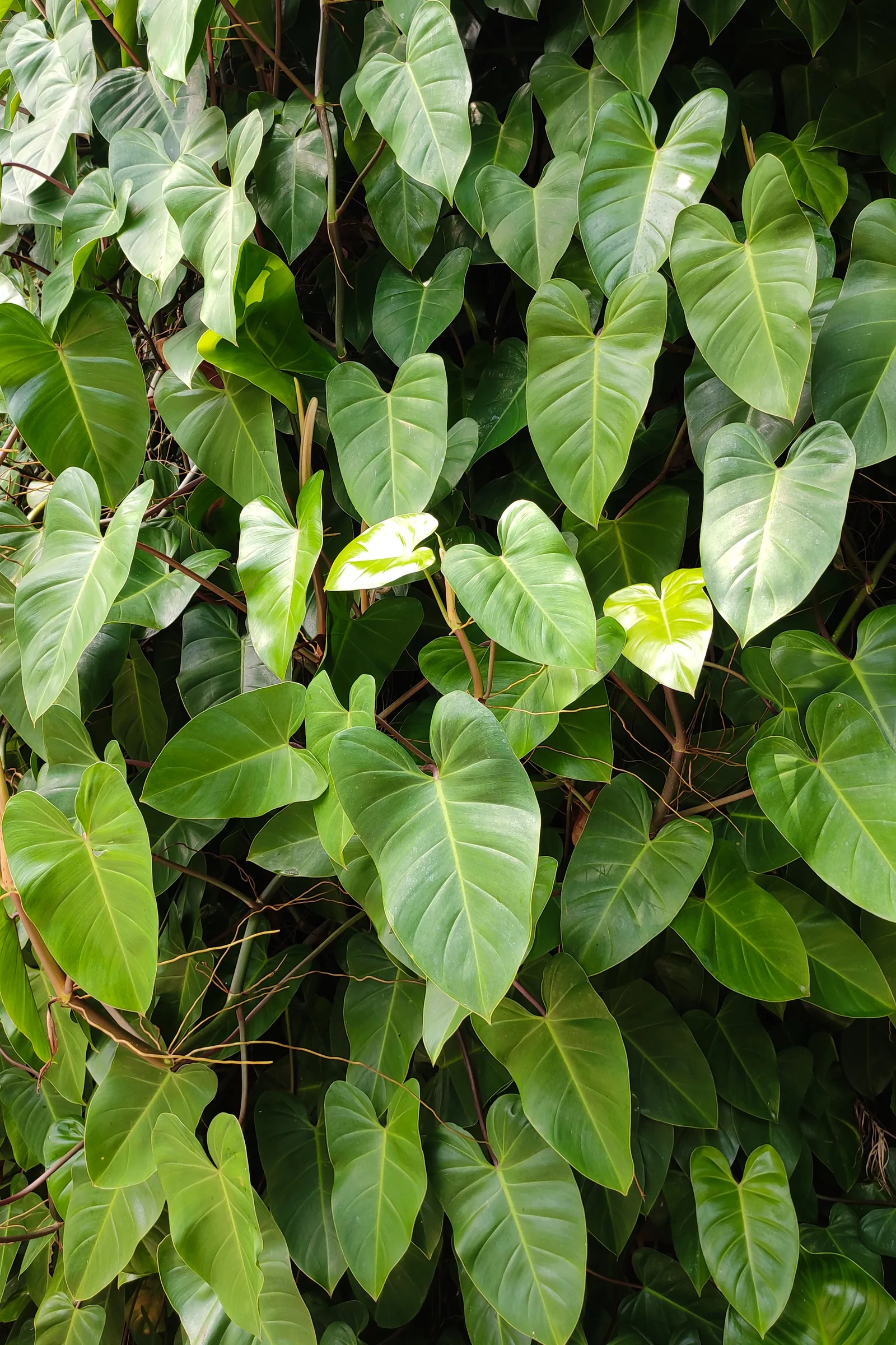 Philodendron hederaceum grimpant au feuillage en cœur