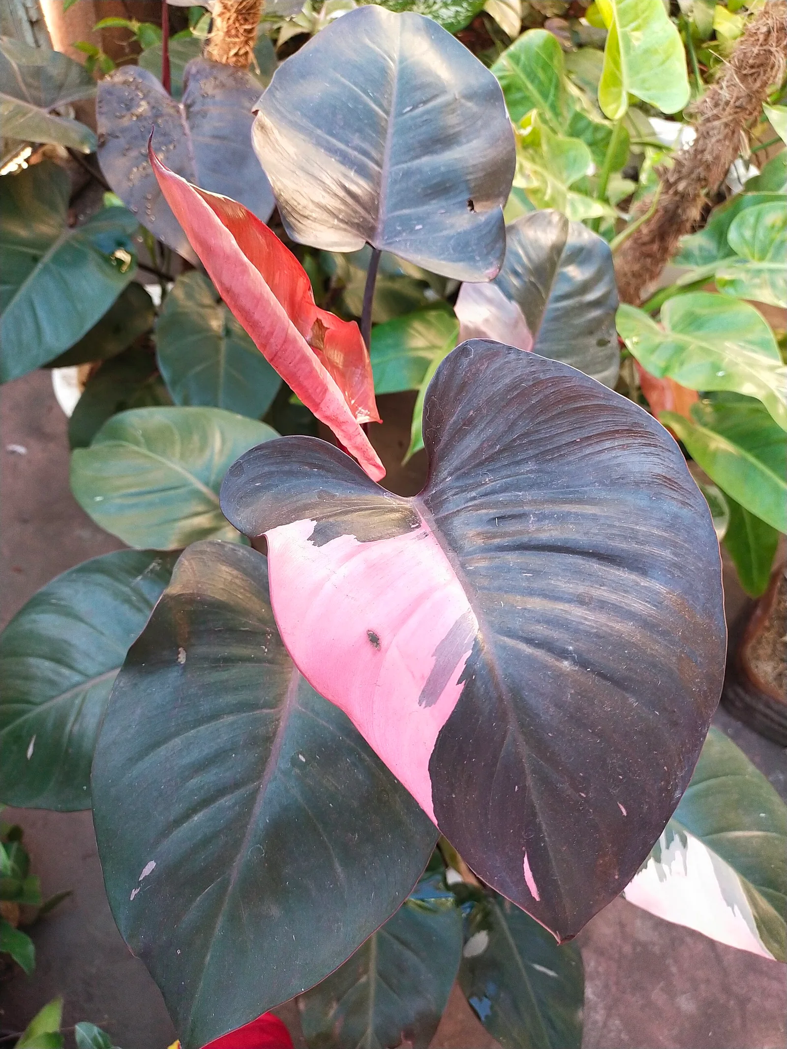 Philodendron Pink Princess aux feuilles sombres panachées de rose