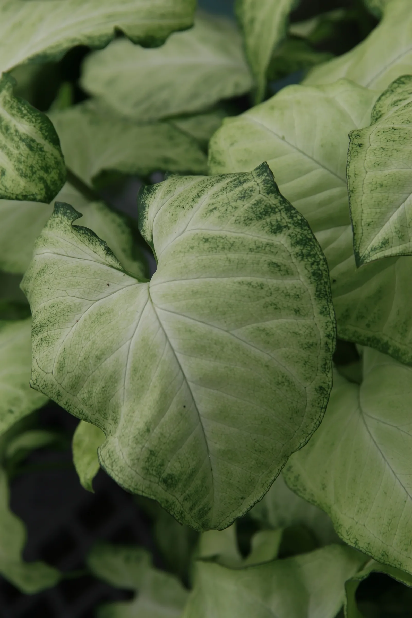 Feuillage sagitté de Syngonium podophyllum