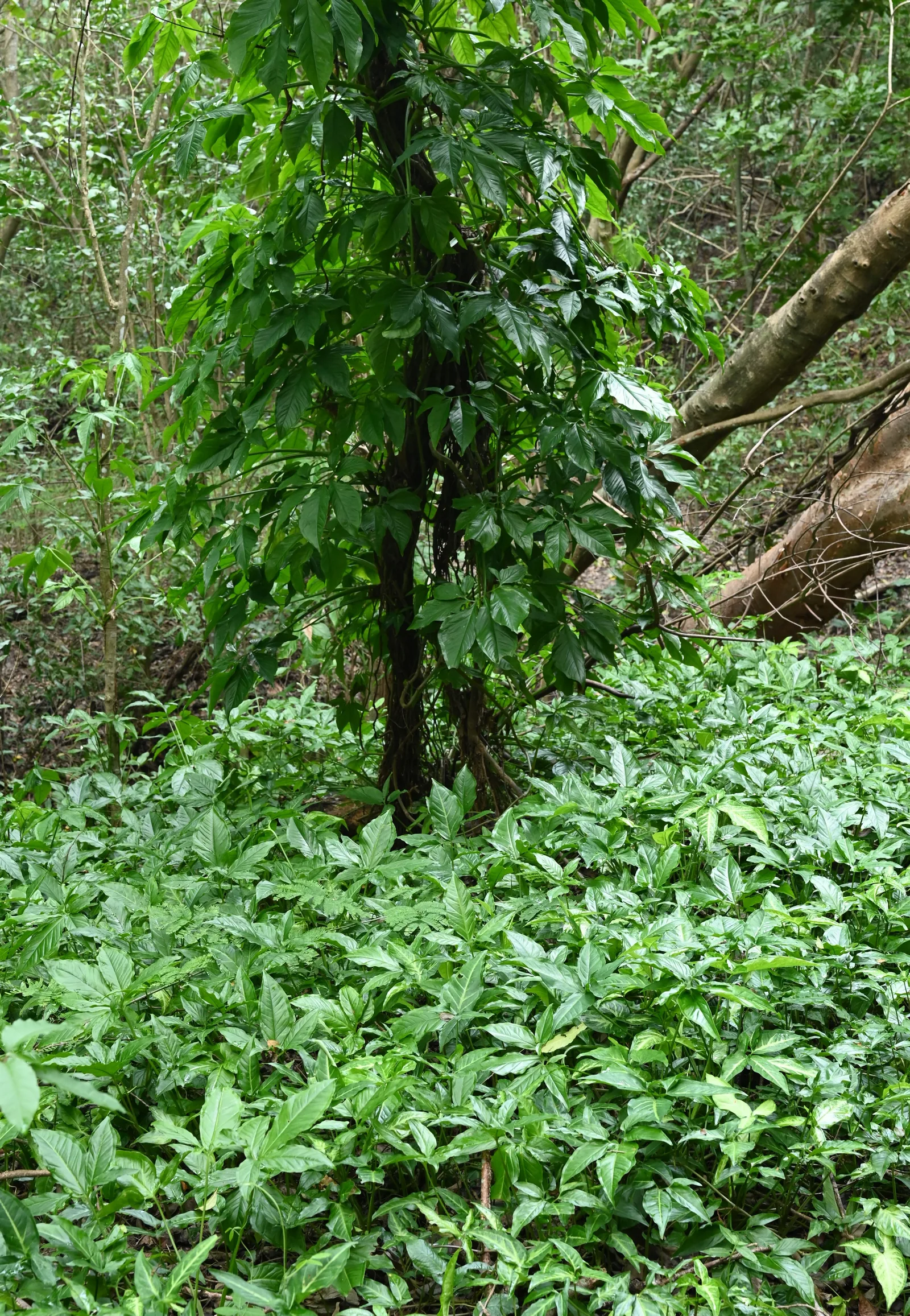 Syngonium podophyllum grimpant dans son milieu tropical