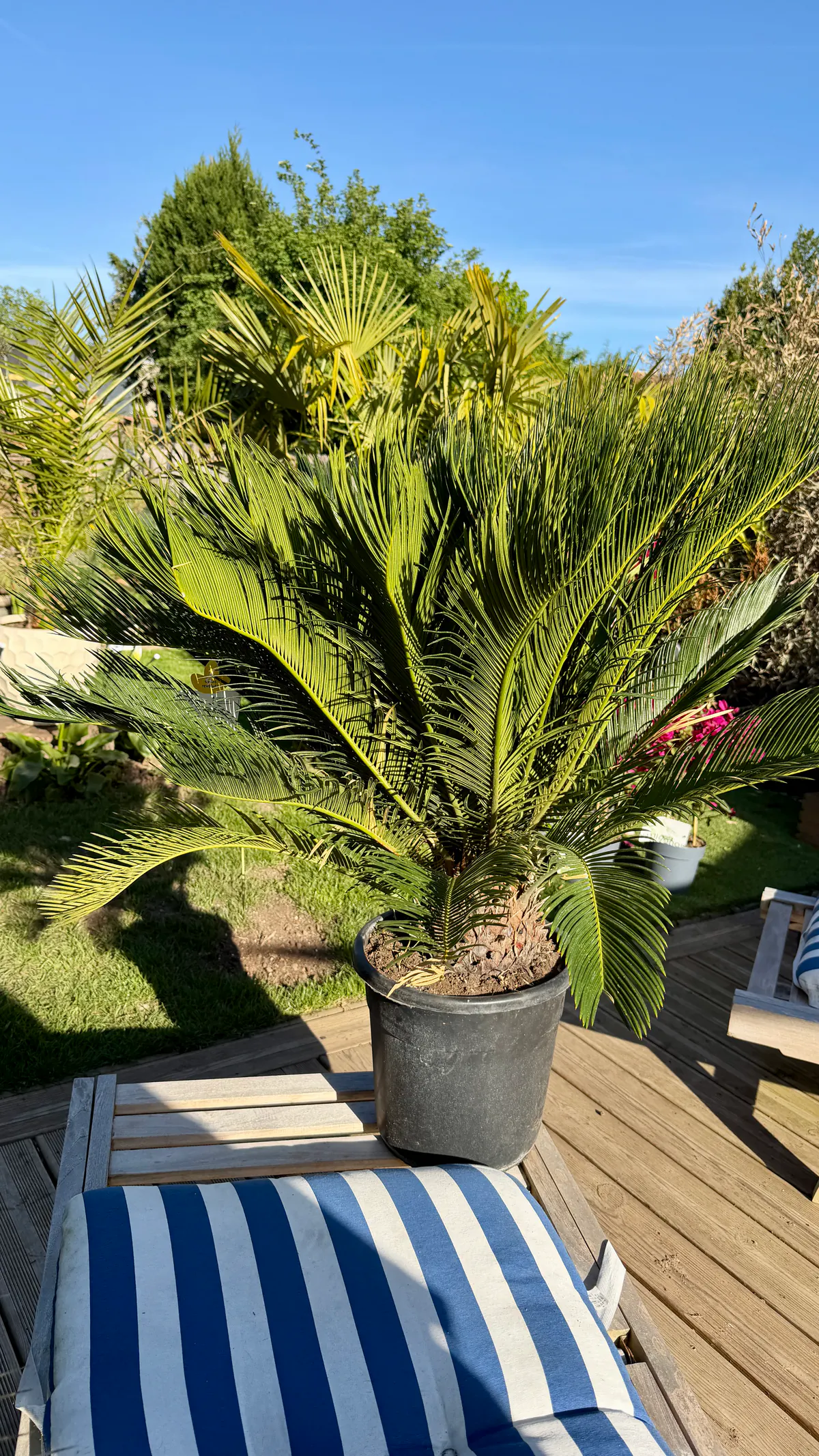 Cycas revoluta en pot noir montrant son caudex et sa couronne régulière de frondes