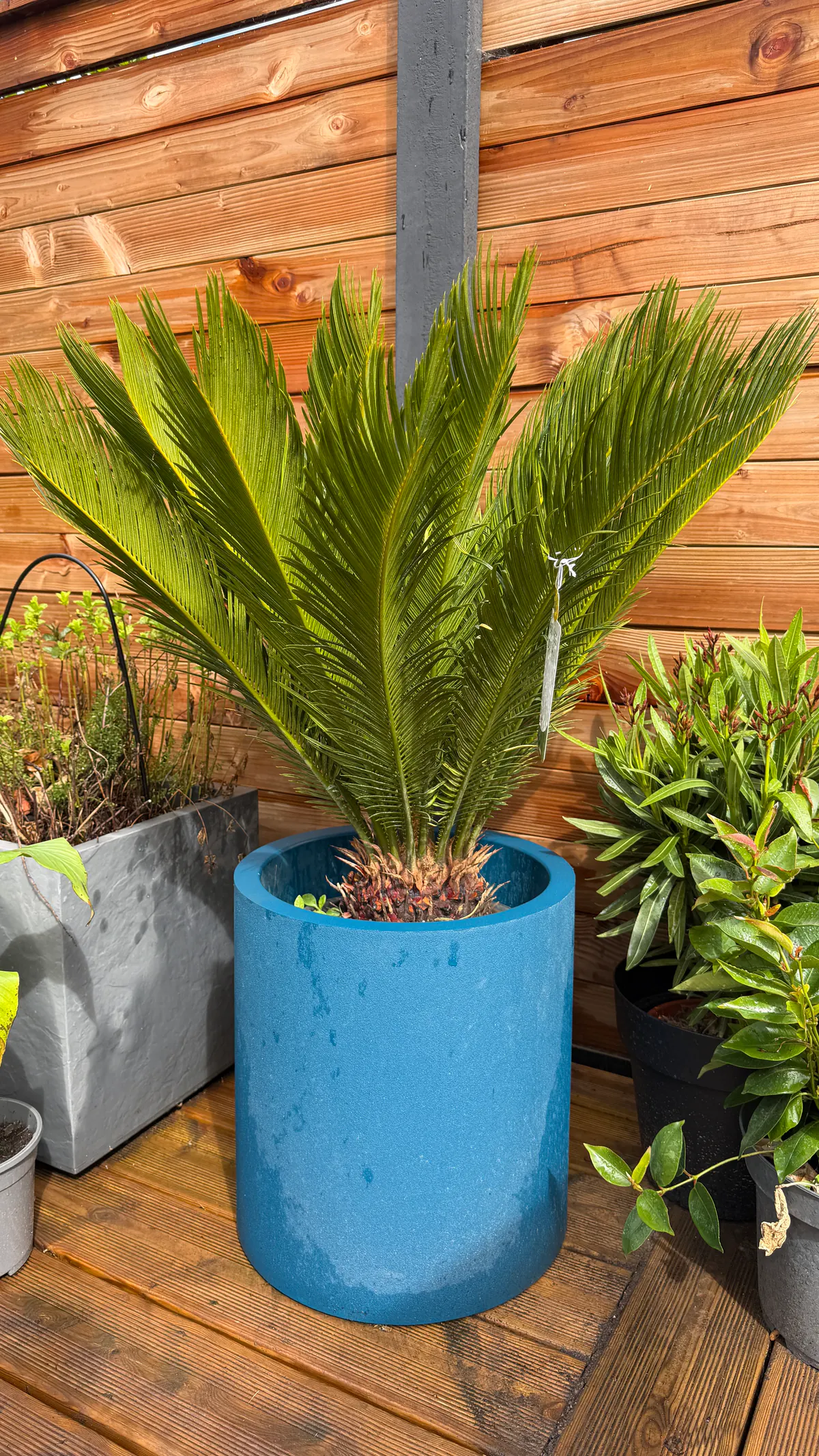 Cycas revoluta installé dans un grand pot bleu avec détail des frondes pennées