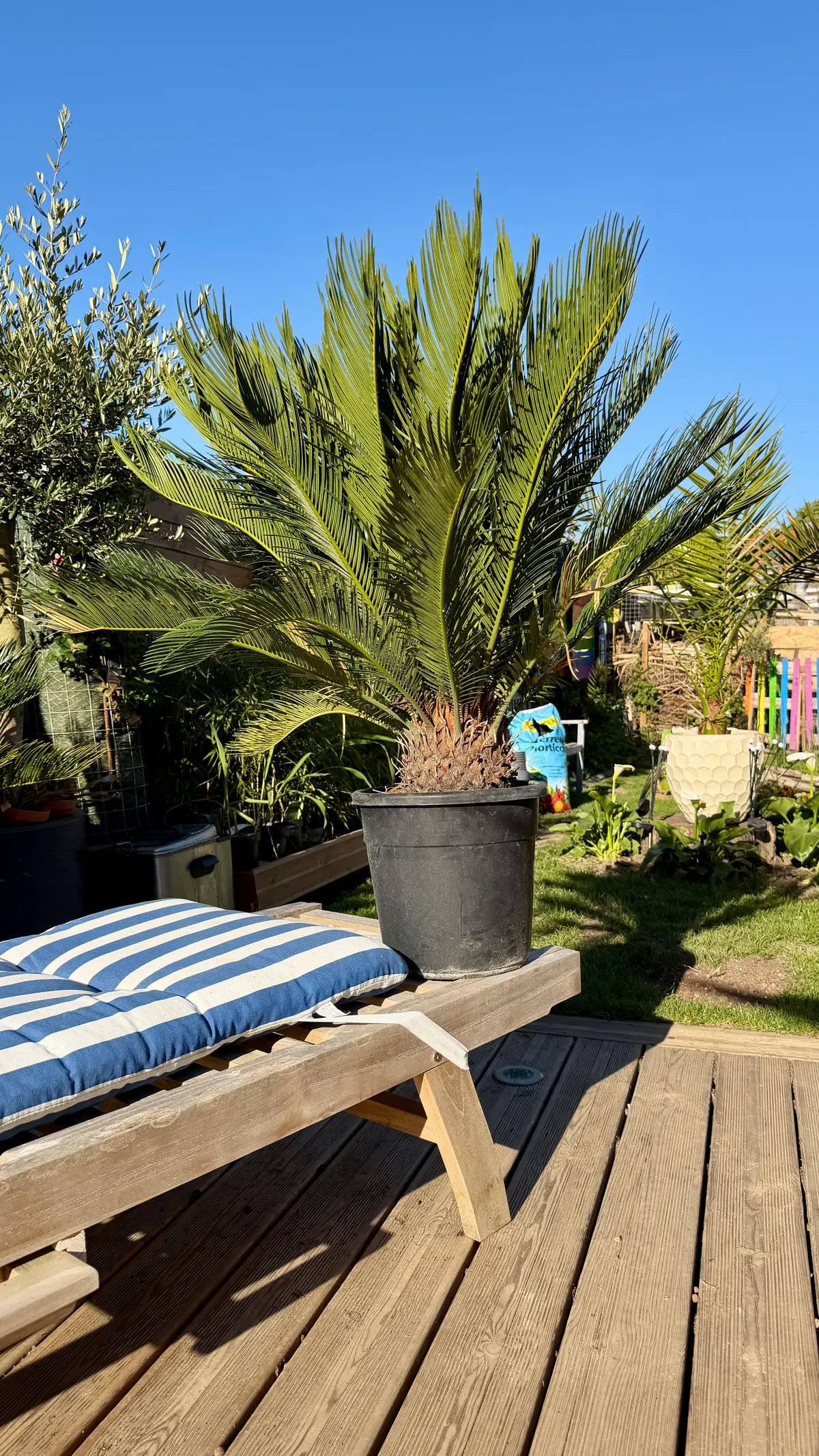 Cycas revoluta entier en pot noir sous un ciel bleu dans un jardin lumineux