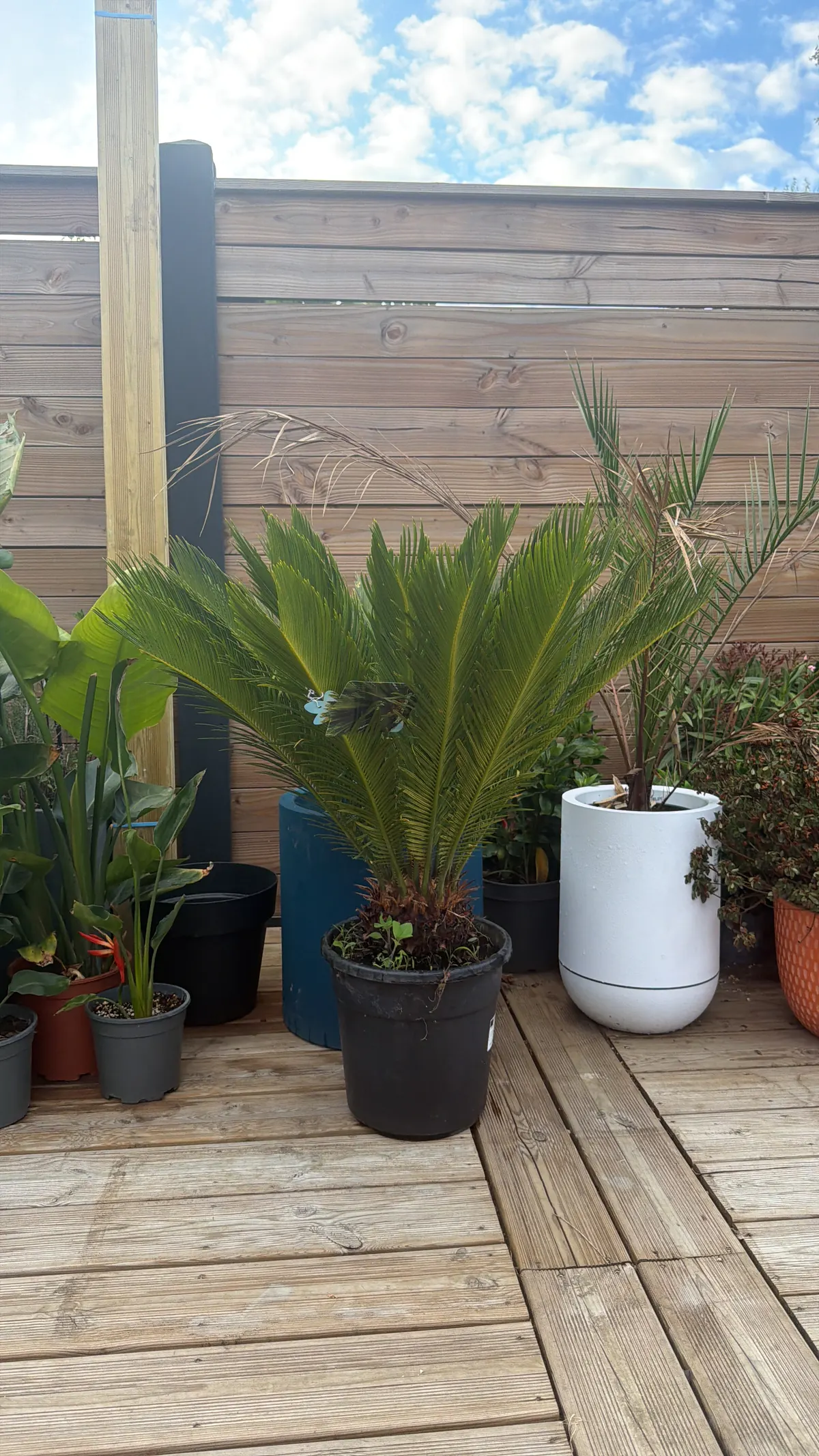 Cycas revoluta adulte cultivé en pot sur la terrasse végétalisée de Tibaldo Jungle