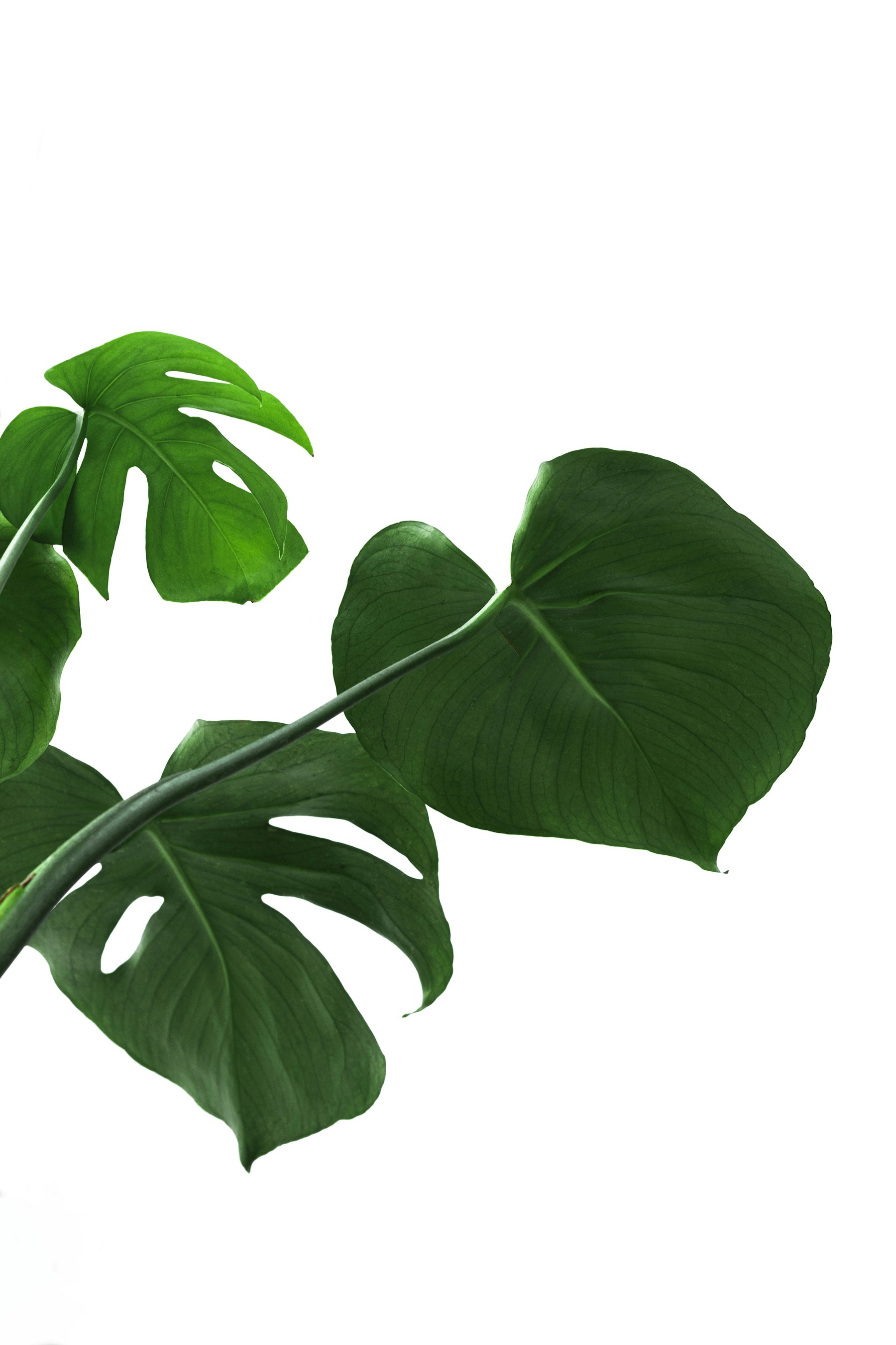 Feuillage découpé d’un Monstera deliciosa