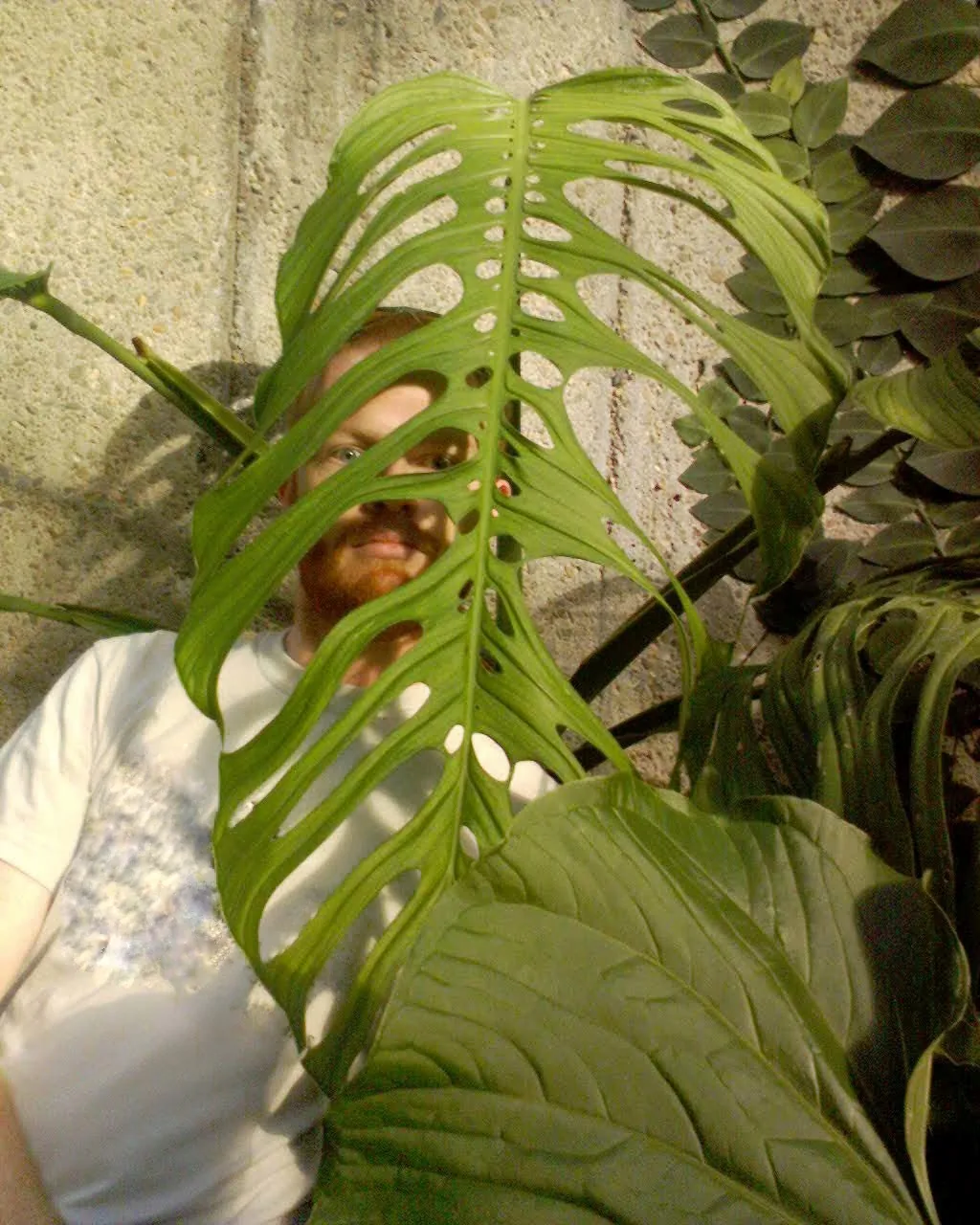 Monstera sp. ‘Esqueleto’ historique présentant une grande feuille mature fortement fenêtrée