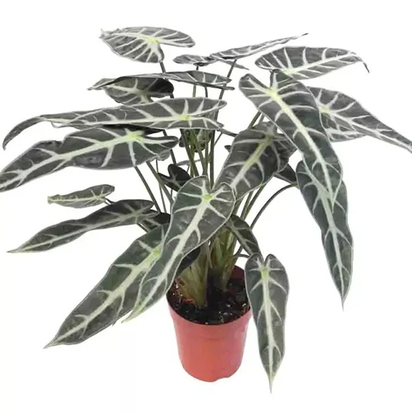 Alocasia Bambino en pot de culture sur fond blanc, aux feuilles vert sombre allongées et nervurées de clair.