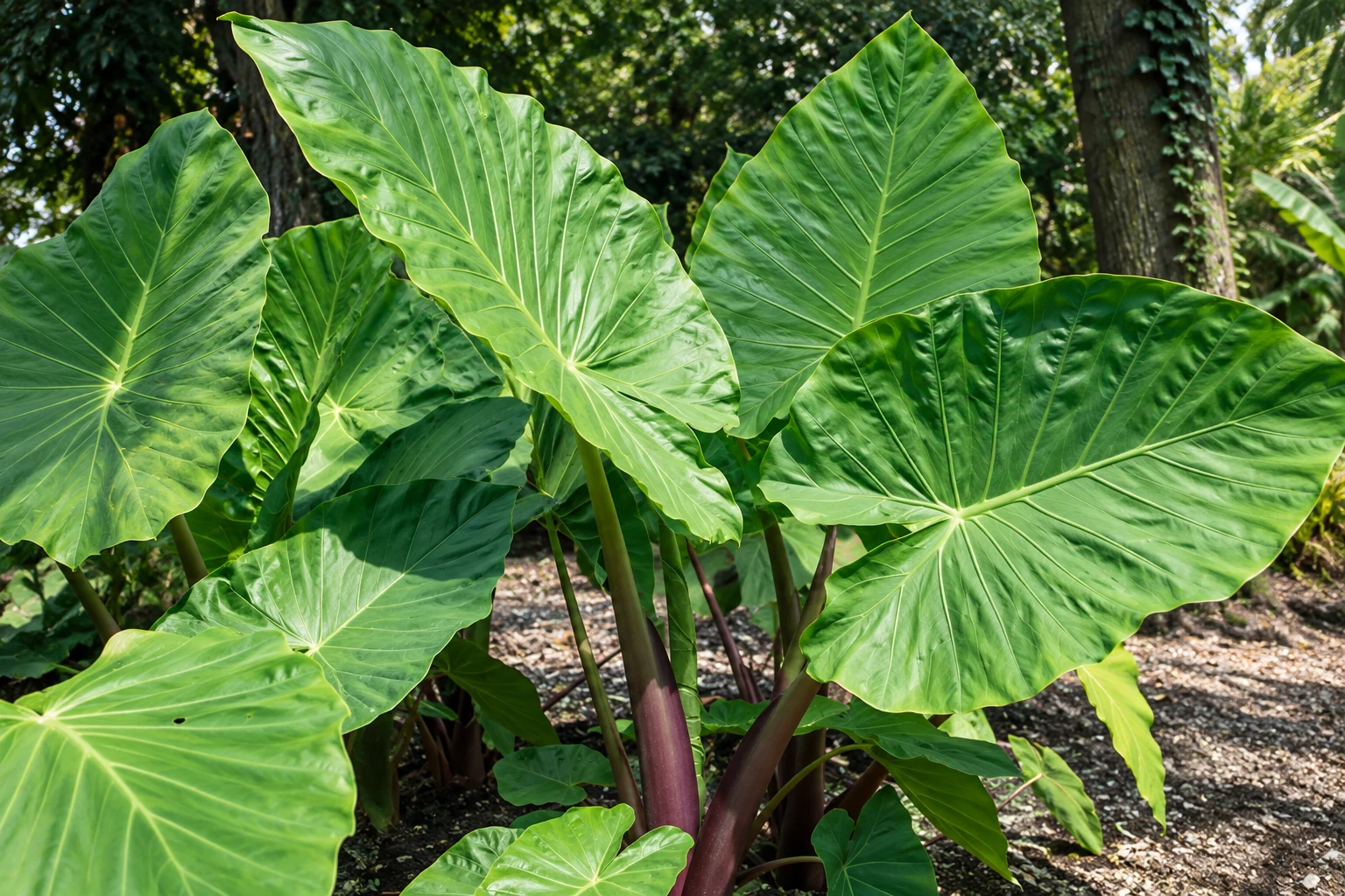 Alocasia ‘Imperial Red’ en extérieur, aux grandes feuilles vertes portées par des pétioles pourpres.