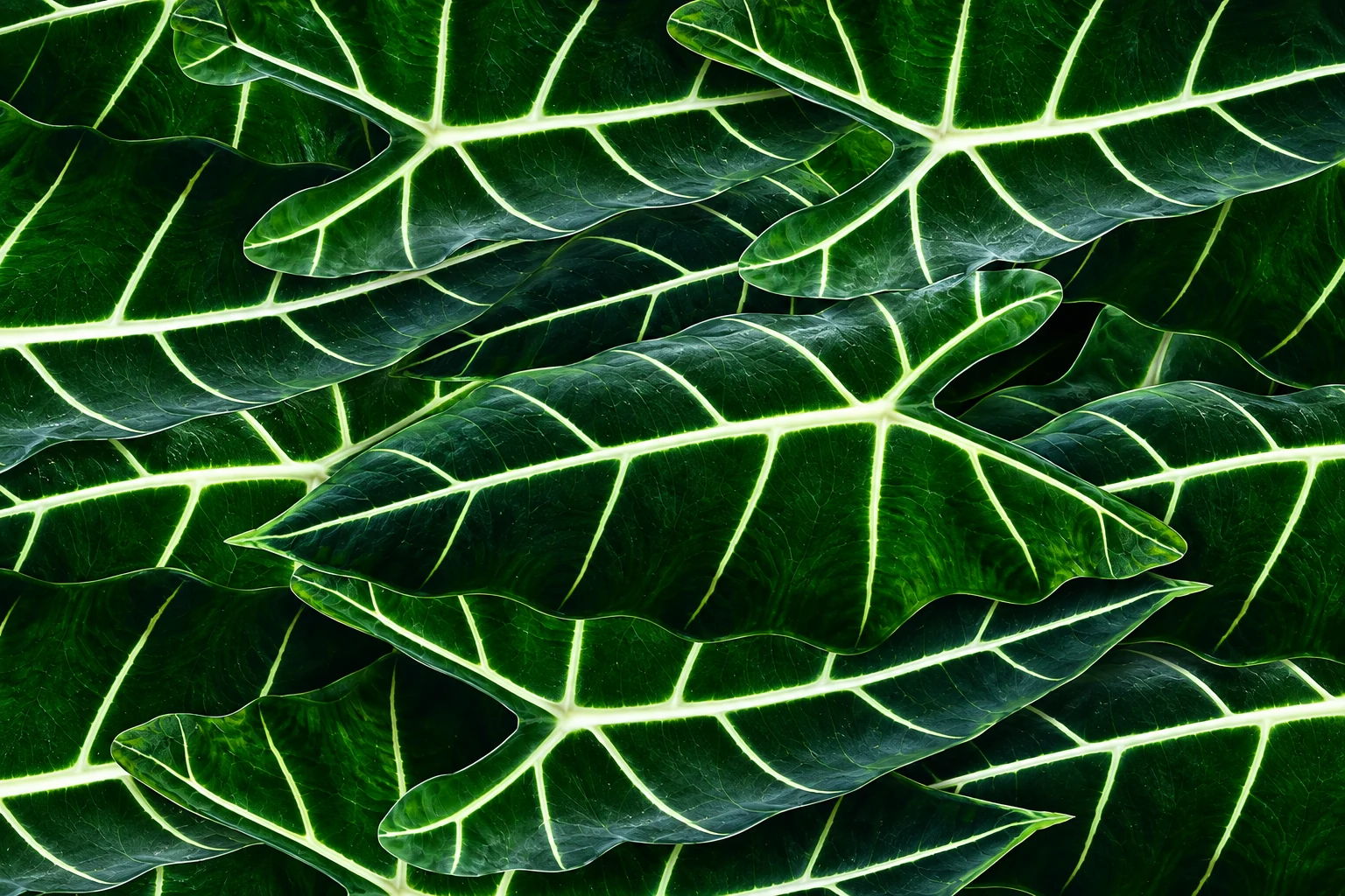 Feuilles superposées d’Alocasia micholitziana « Frydek », vert sombre aux nervures claires contrastées.