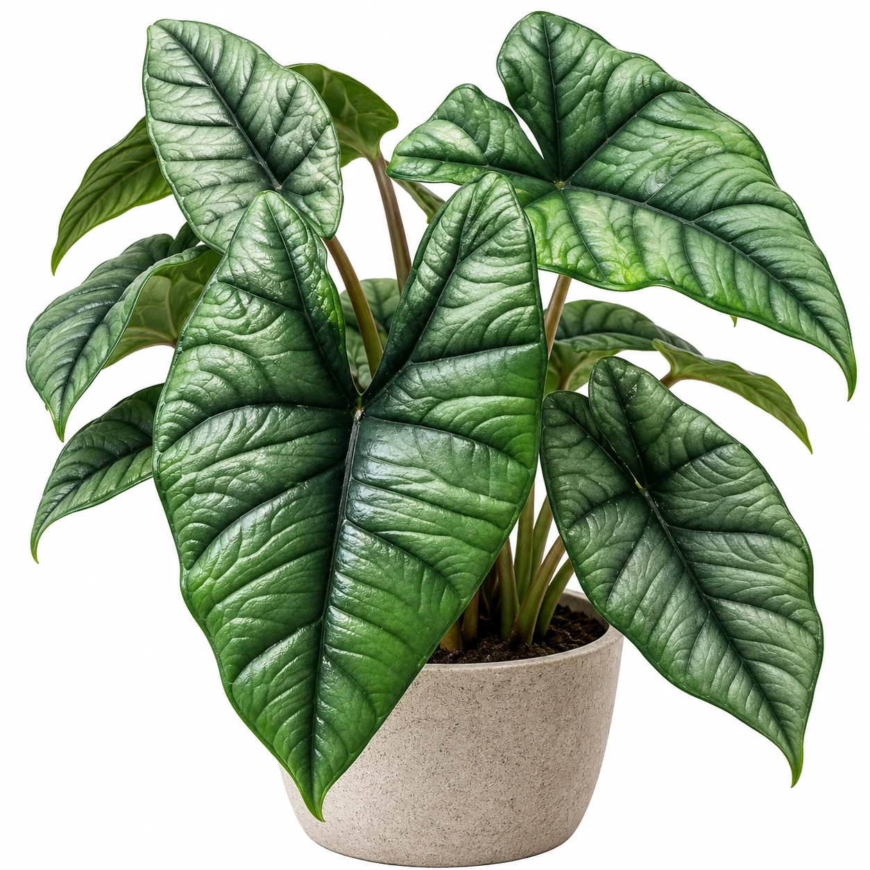 Alocasia sp. ‘Platinum’ en pot clair, aux grandes feuilles sagittées vert argenté et fortement texturées.