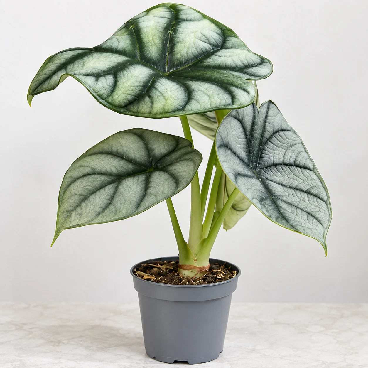 Alocasia ‘Silver Dragon’ en pot gris, aux feuilles épaisses argentées parcourues de nervures vert sombre, sur fond clair.