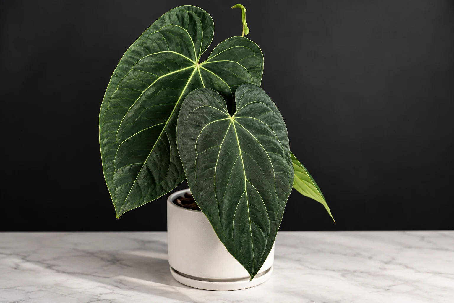 Anthurium papillilaminum en pot blanc sur fond sombre, aux longues feuilles vert foncé parcourues de fines nervures claires.