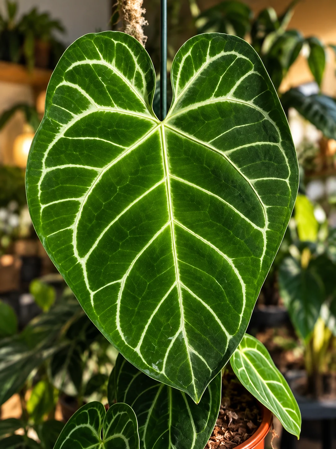 Grande feuille d’Anthurium regale vue de face, au limbe vert foncé en cœur parcouru de nervures crème.