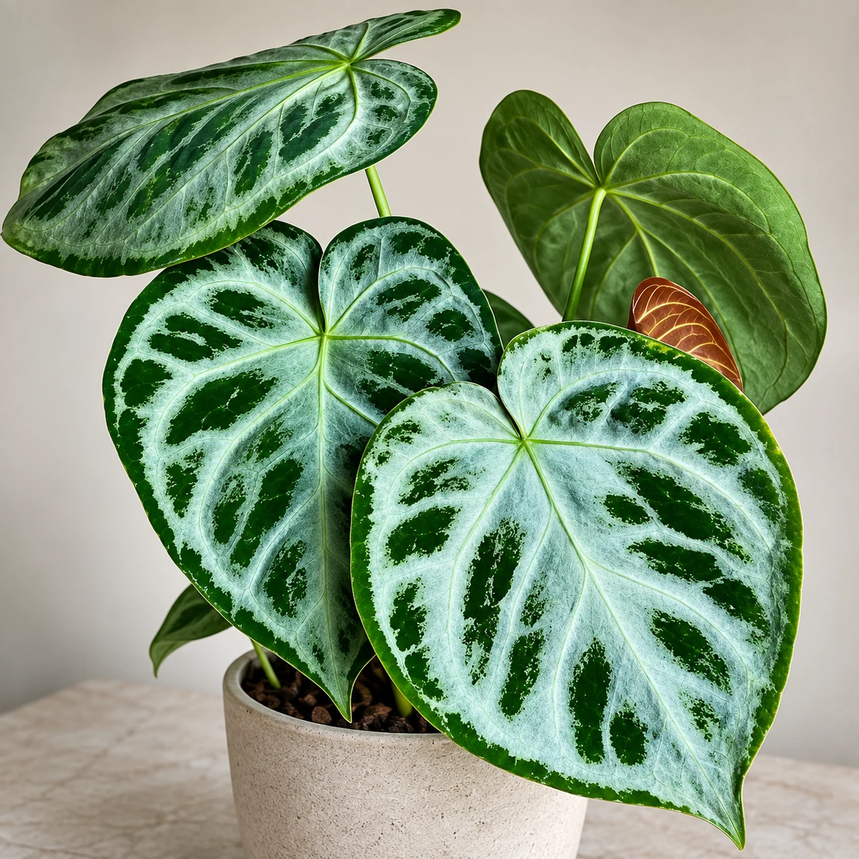 Anthurium ‘Silver Blush’ en pot clair, aux feuilles cordiformes vertes largement marquées de nervures et de zones argentées.