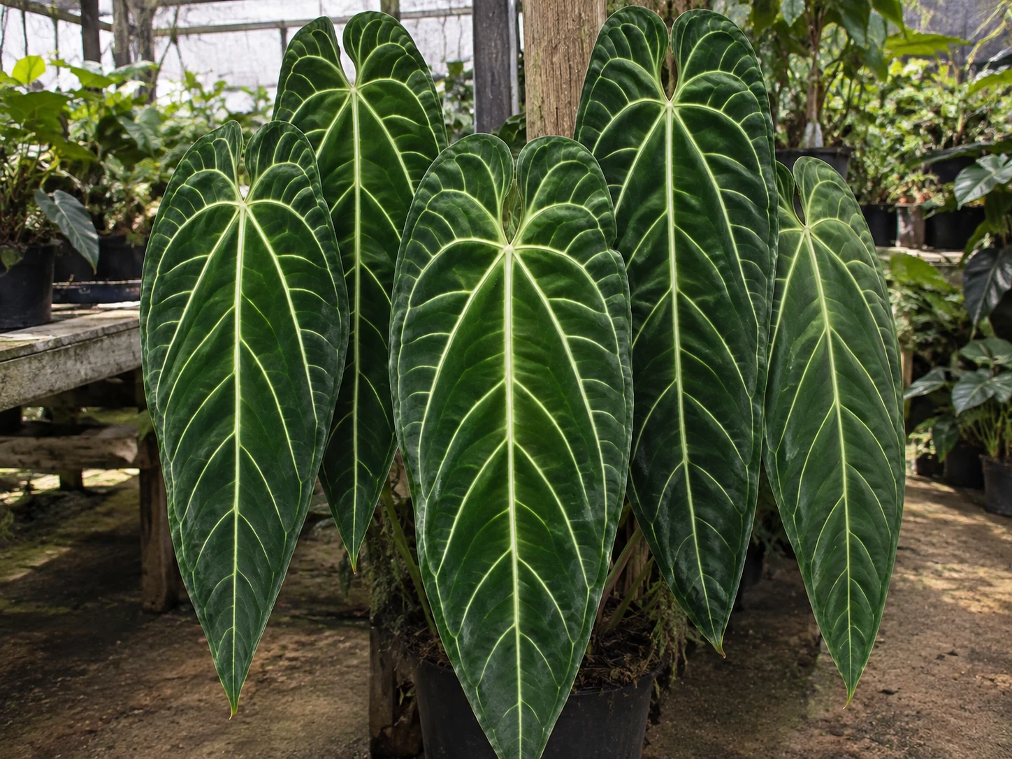 Anthurium warocqueanum en serre, aux longues feuilles pendantes vert foncé marquées de nervures claires.