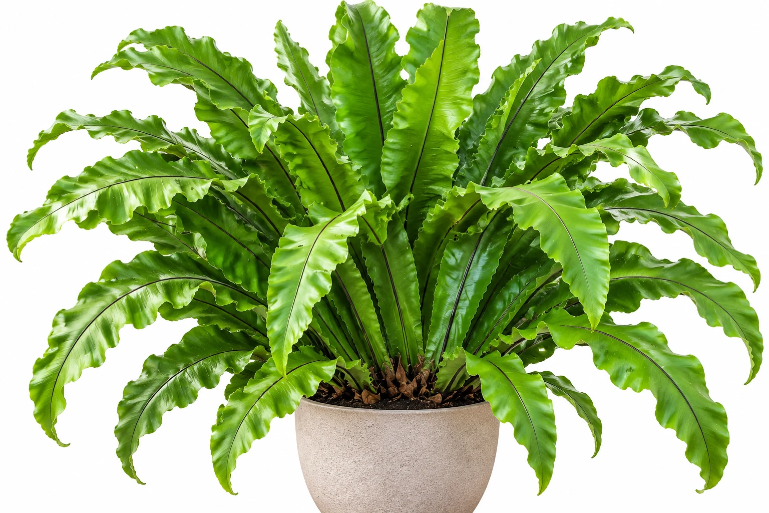 Asplenium nidus en pot, formant une large rosette de frondes vert vif aux marges ondulées.