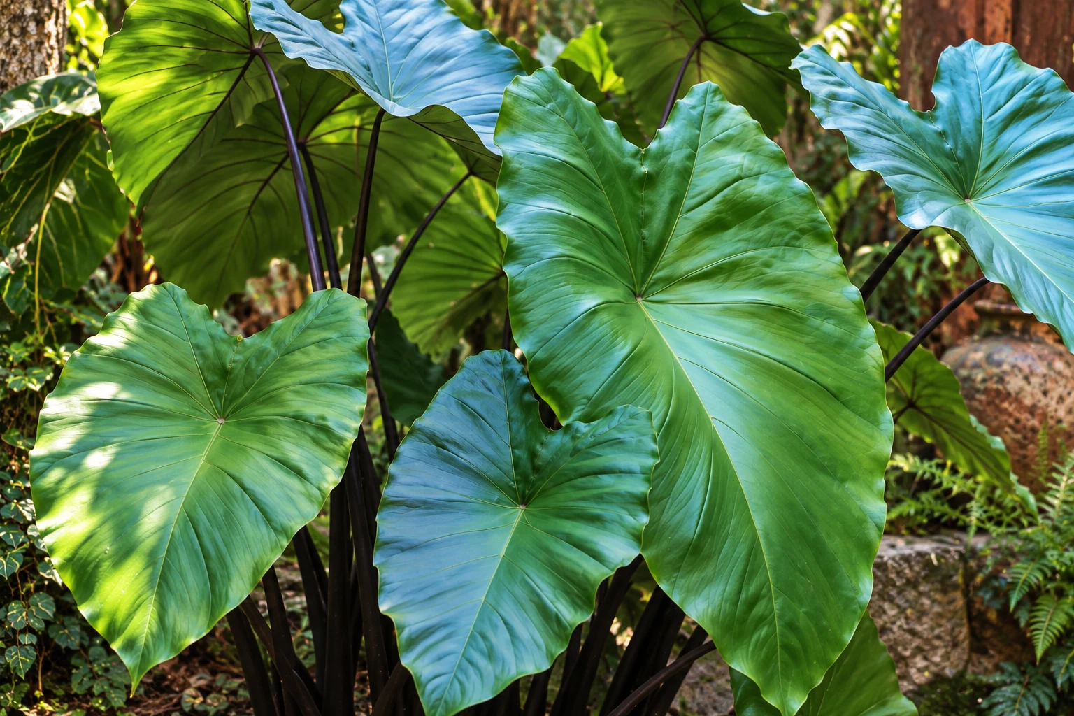 Grandes feuilles de Colocasia ‘Metallica’ aux reflets bleutés, portées par des pétioles sombres en extérieur.
