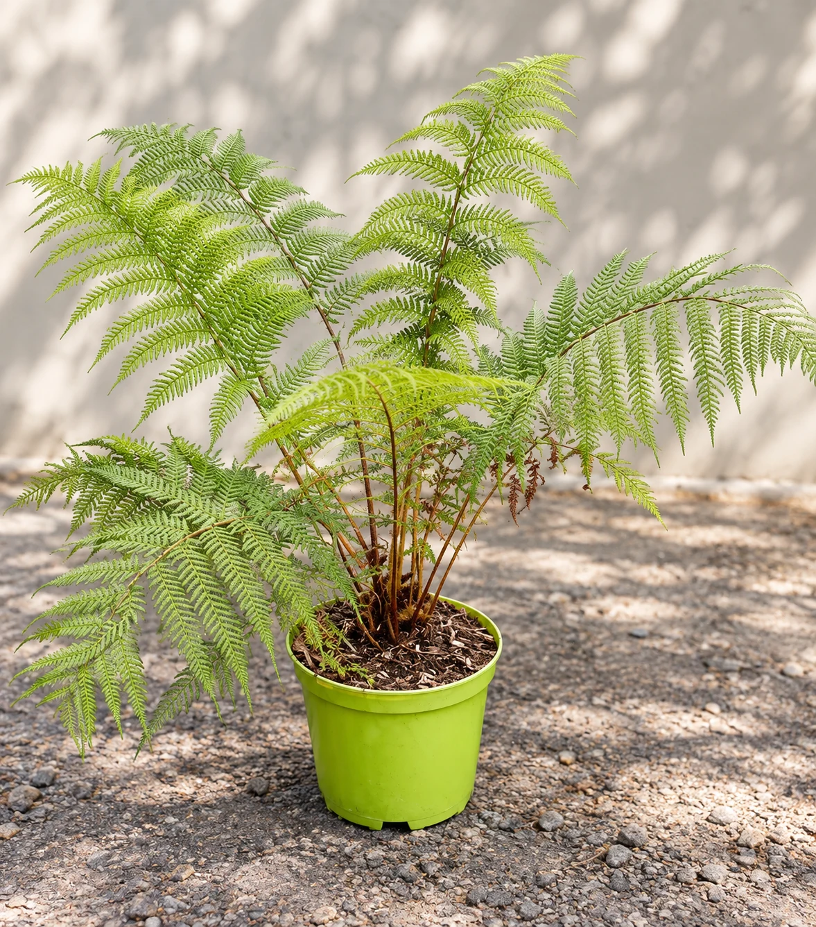 Jeune Dicksonia antarctica en pot vert, formant une couronne de frondes finement divisées et arquées.