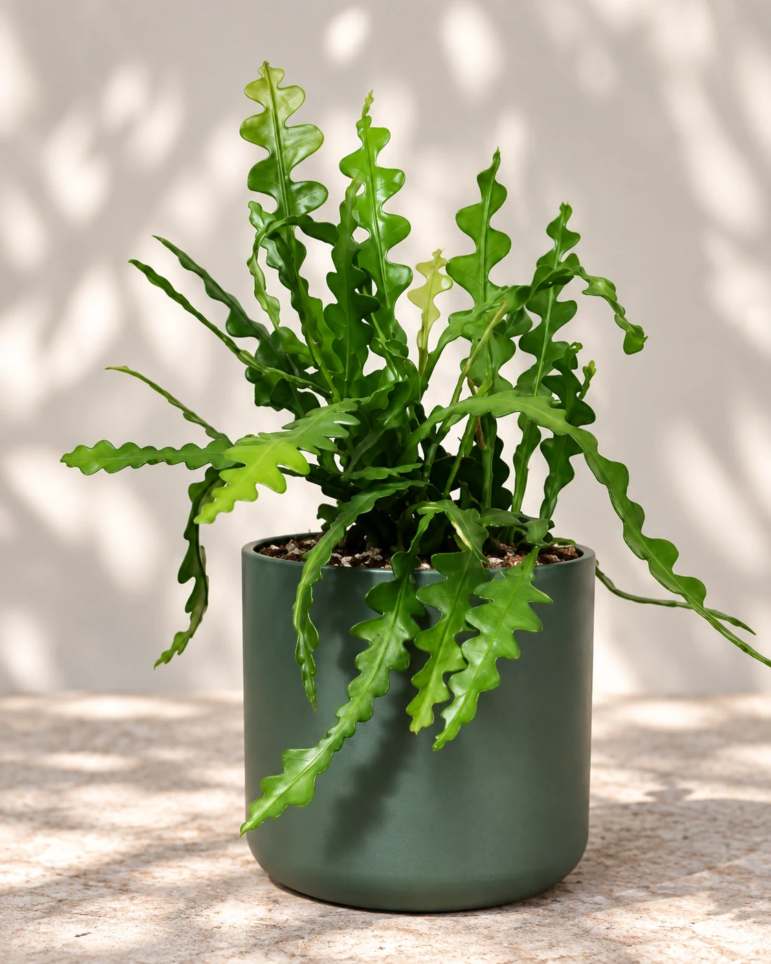 Disocactus anguliger en pot vert sombre, aux longues tiges plates profondément découpées en zigzag.