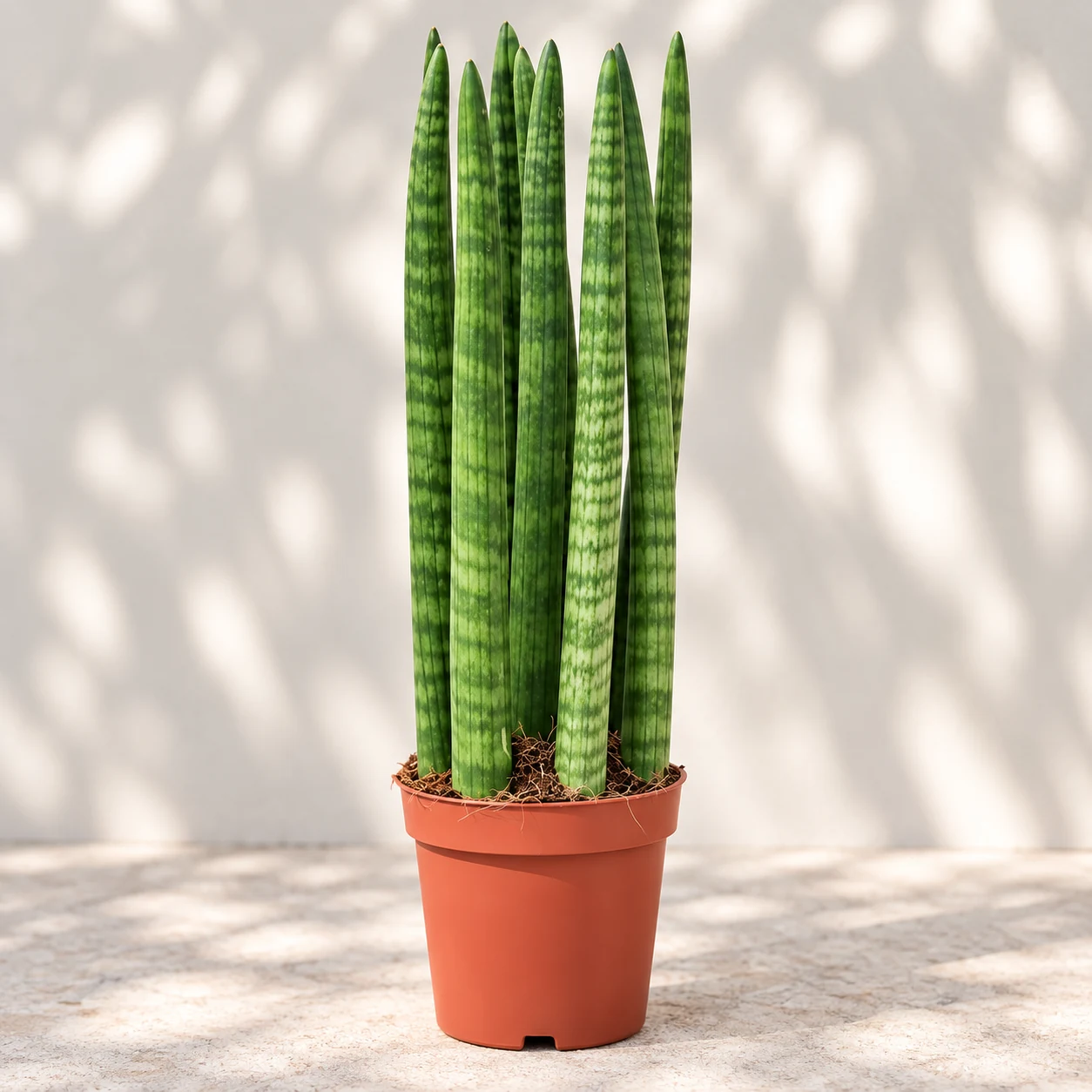 Dracaena angolensis ‘Straight’ en pot, aux longues feuilles cylindriques dressées et marquées de bandes vertes.